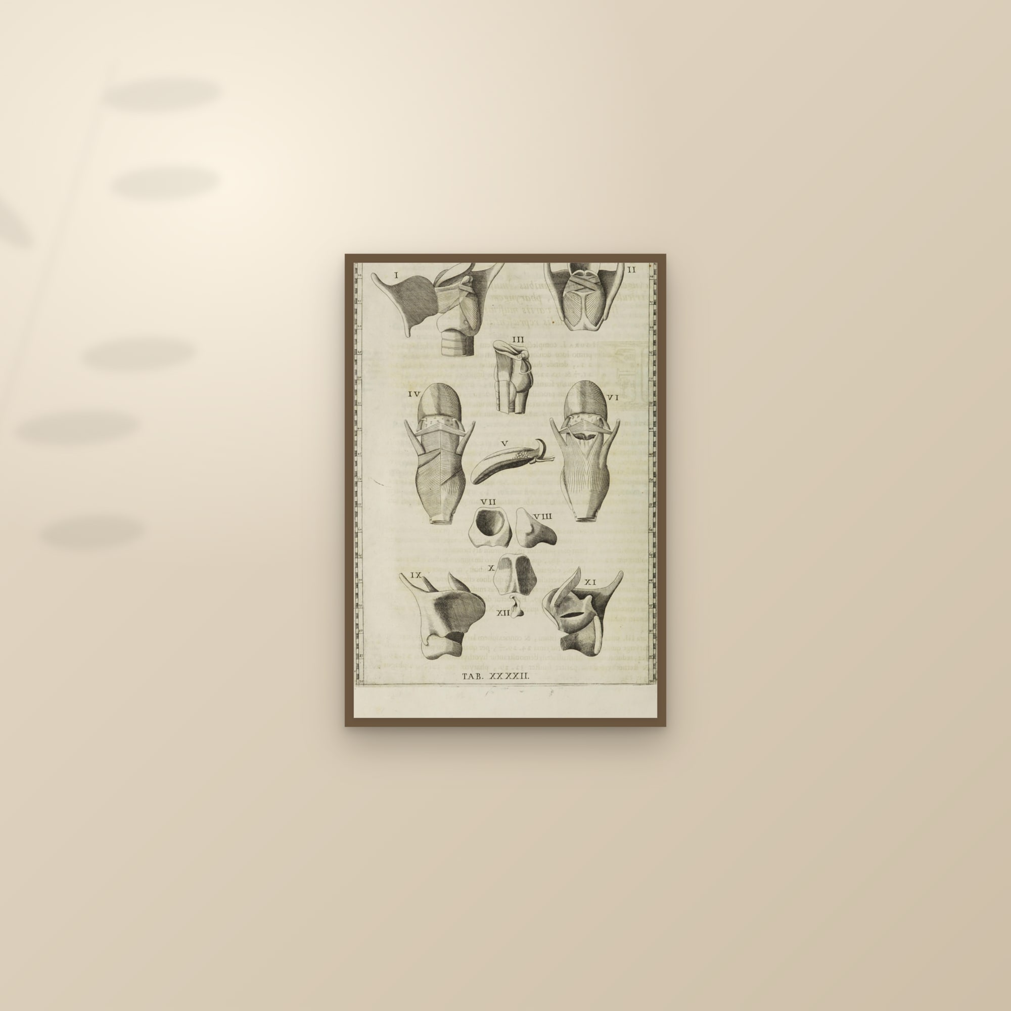 The Larynx and Hyoid (fourteen dissections) — framed and styled on a sunlit wall