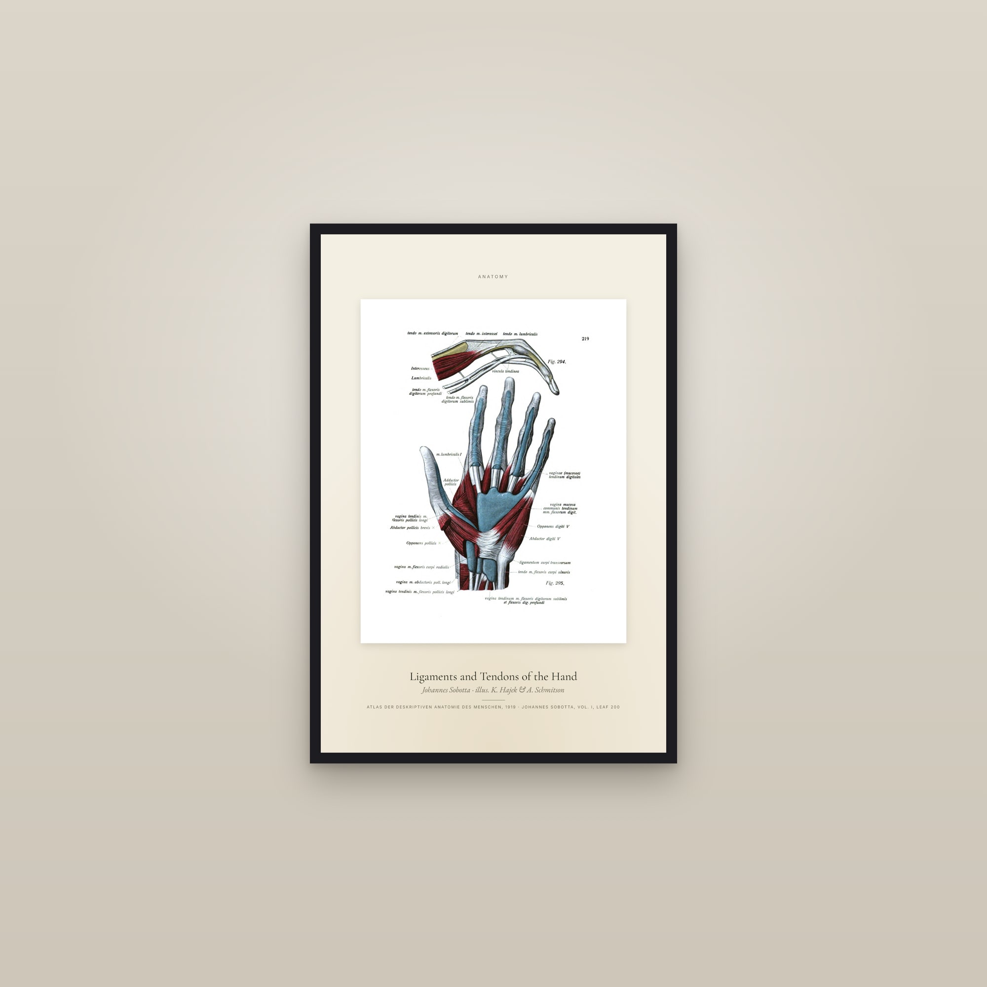 Ligaments and Tendons of the Hand — Specimen — framed in a gallery setting