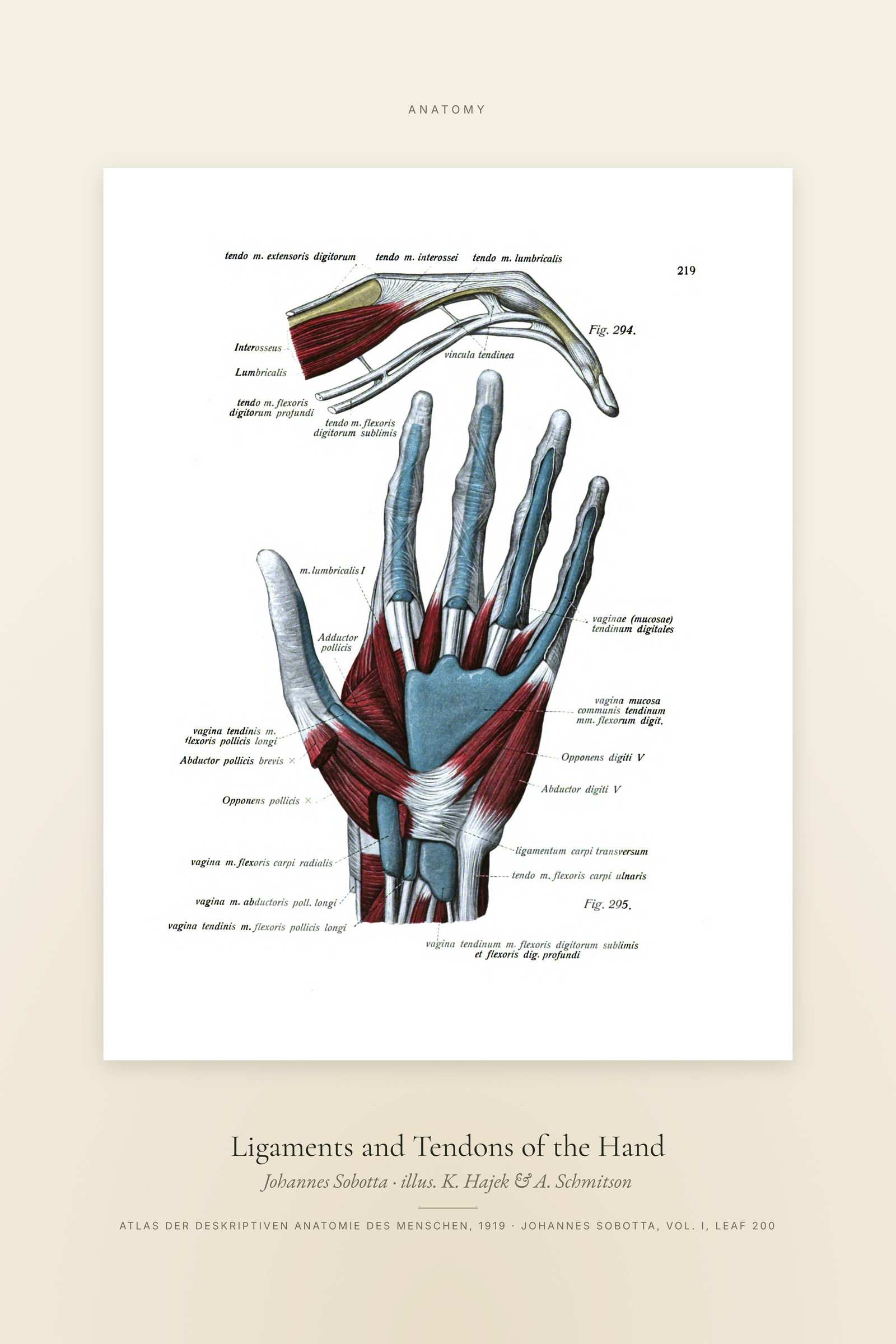Ligaments and Tendons of the Hand — Specimen
