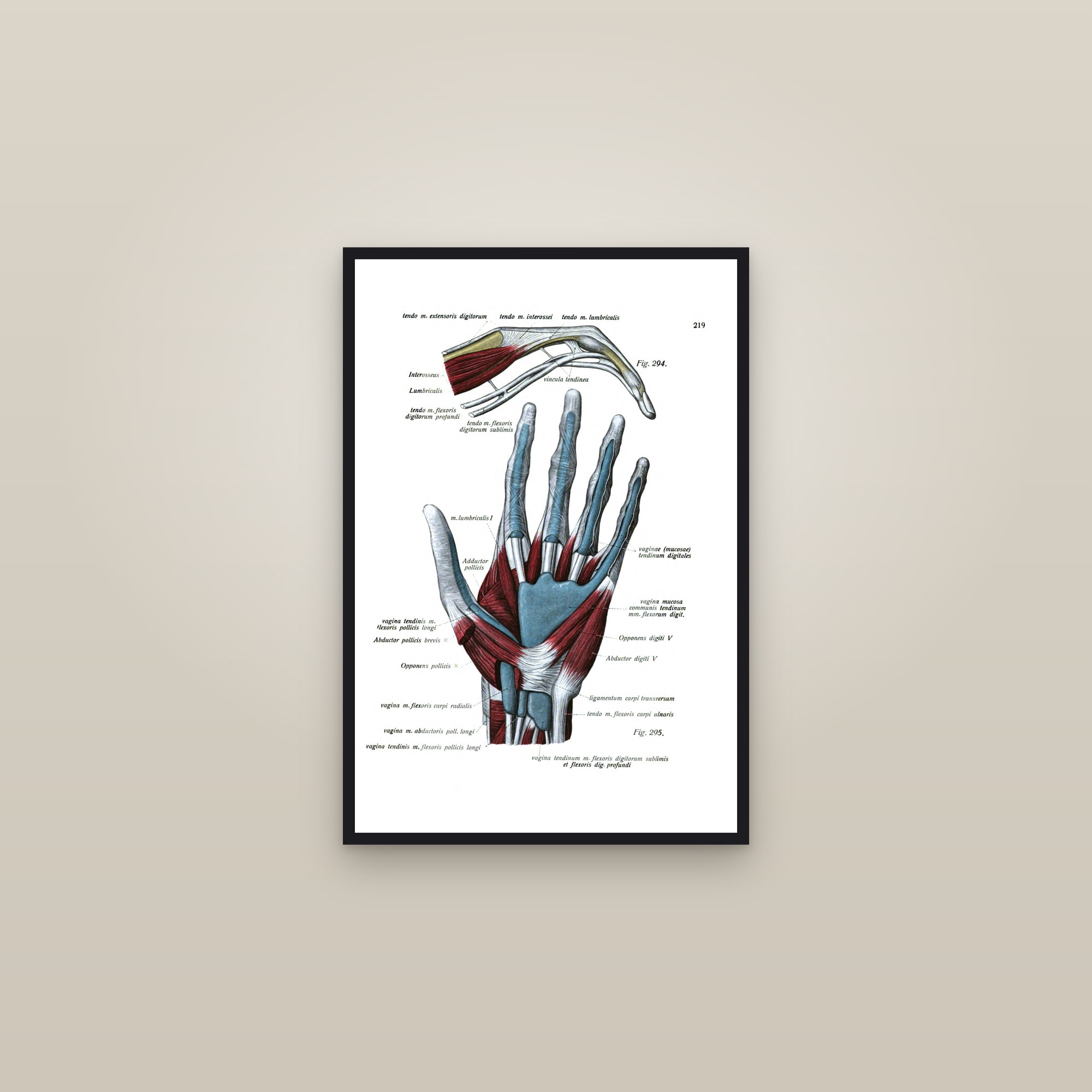 Ligaments and Tendons of the Hand — framed in a gallery setting