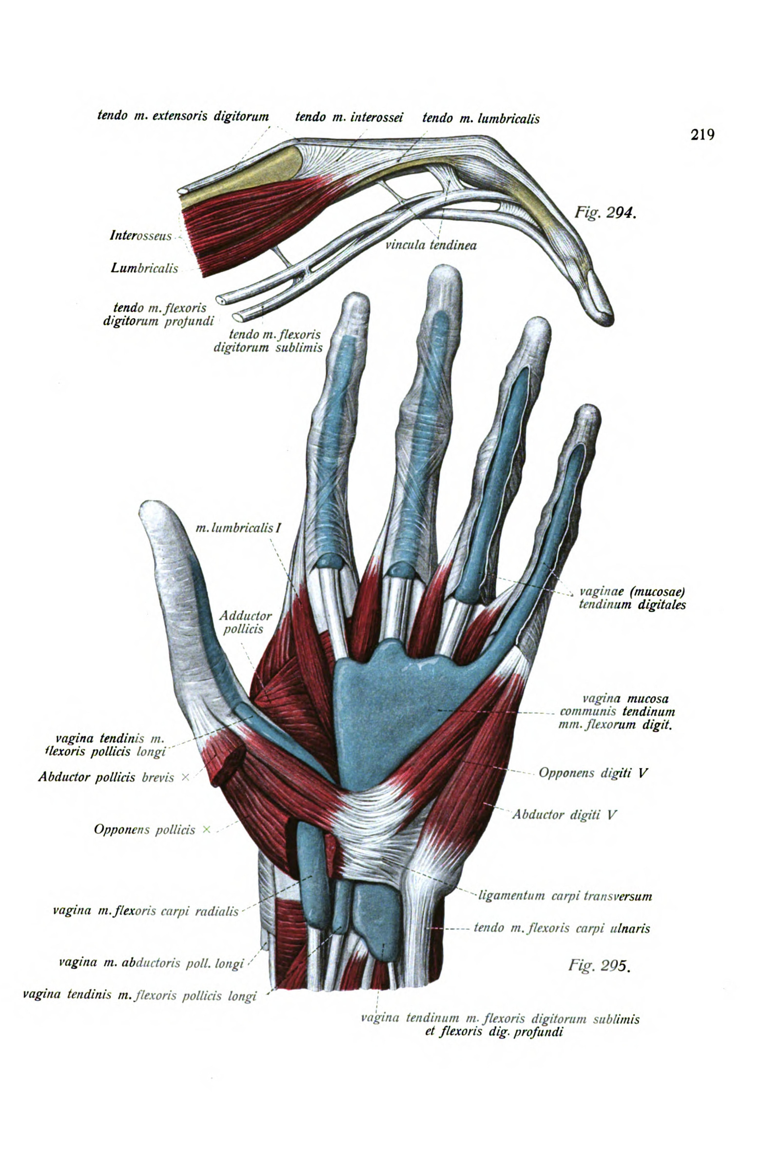 Ligaments and Tendons of the Hand