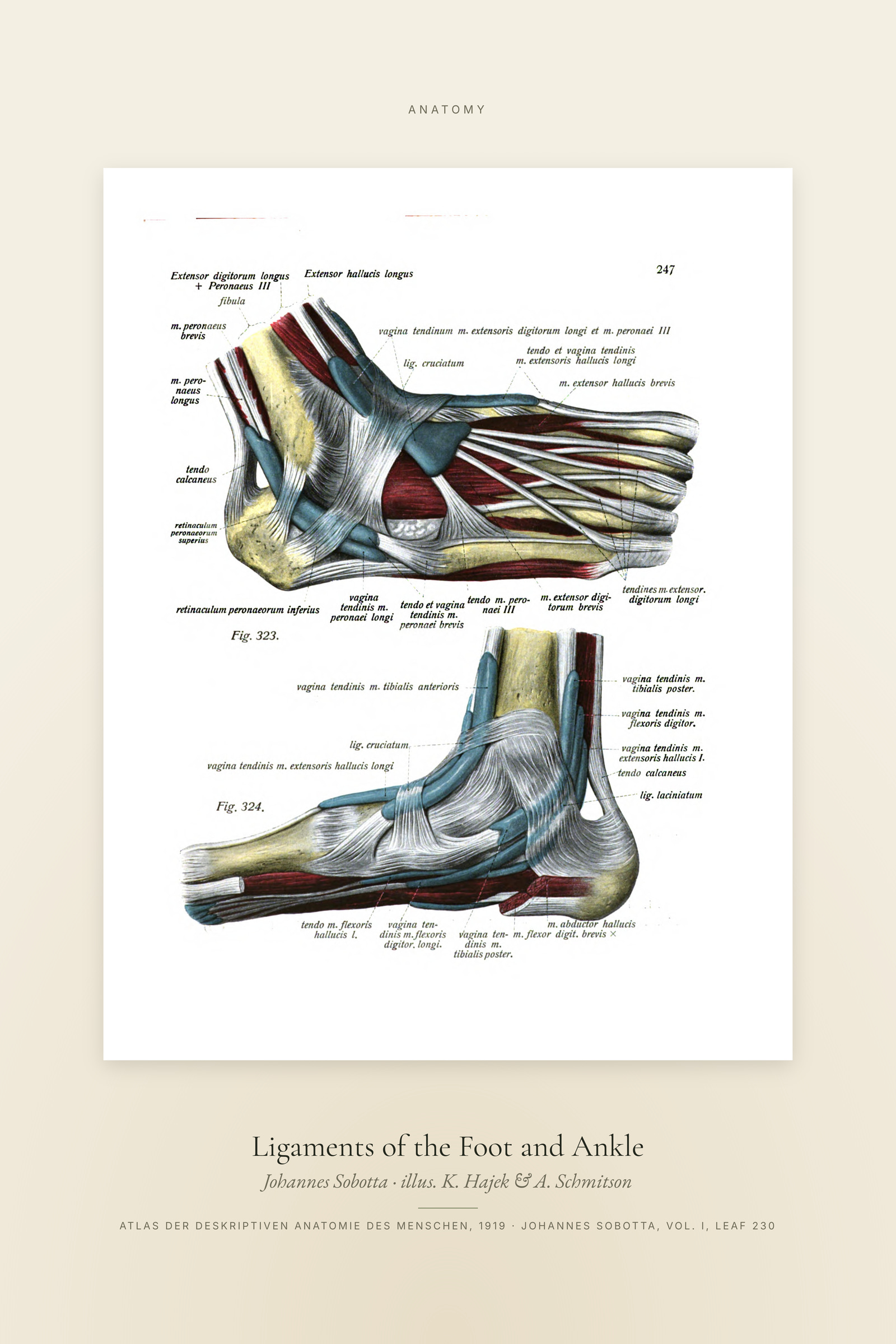 Ligaments of the Foot and Ankle — Specimen