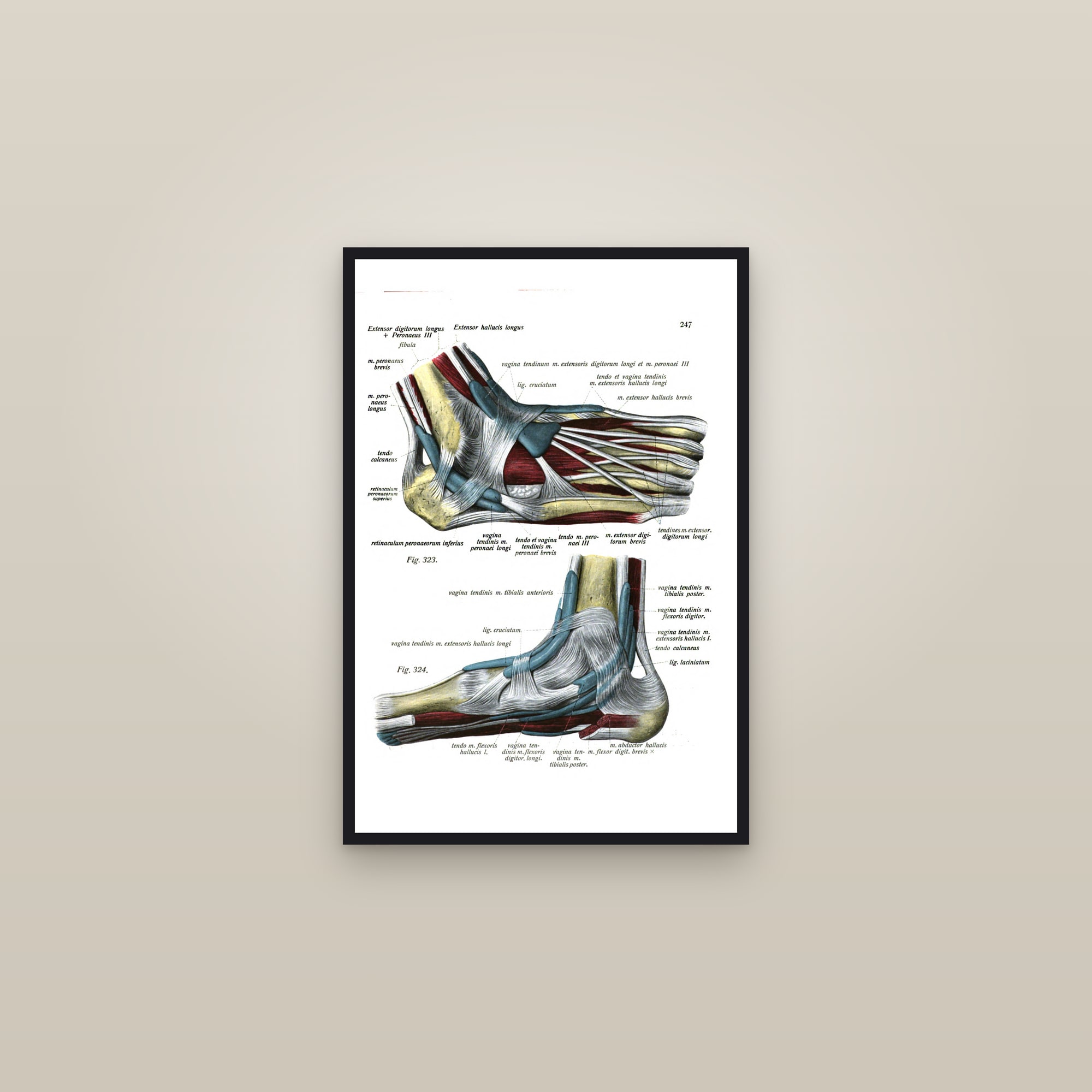 Ligaments of the Foot and Ankle — framed in a gallery setting