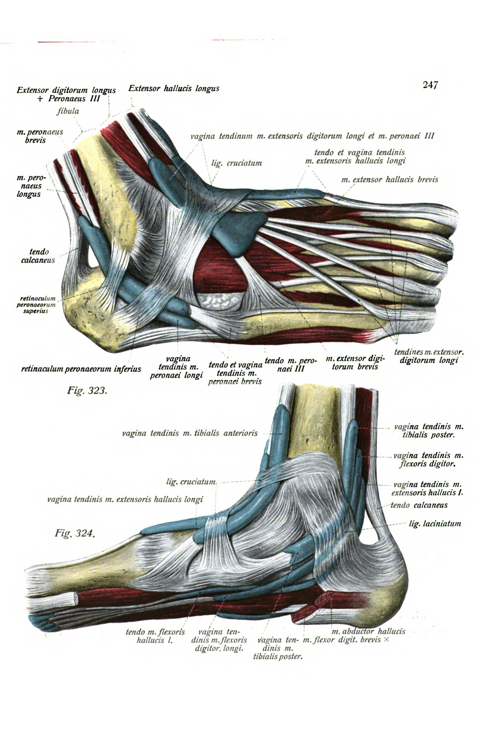Ligaments of the Foot and Ankle