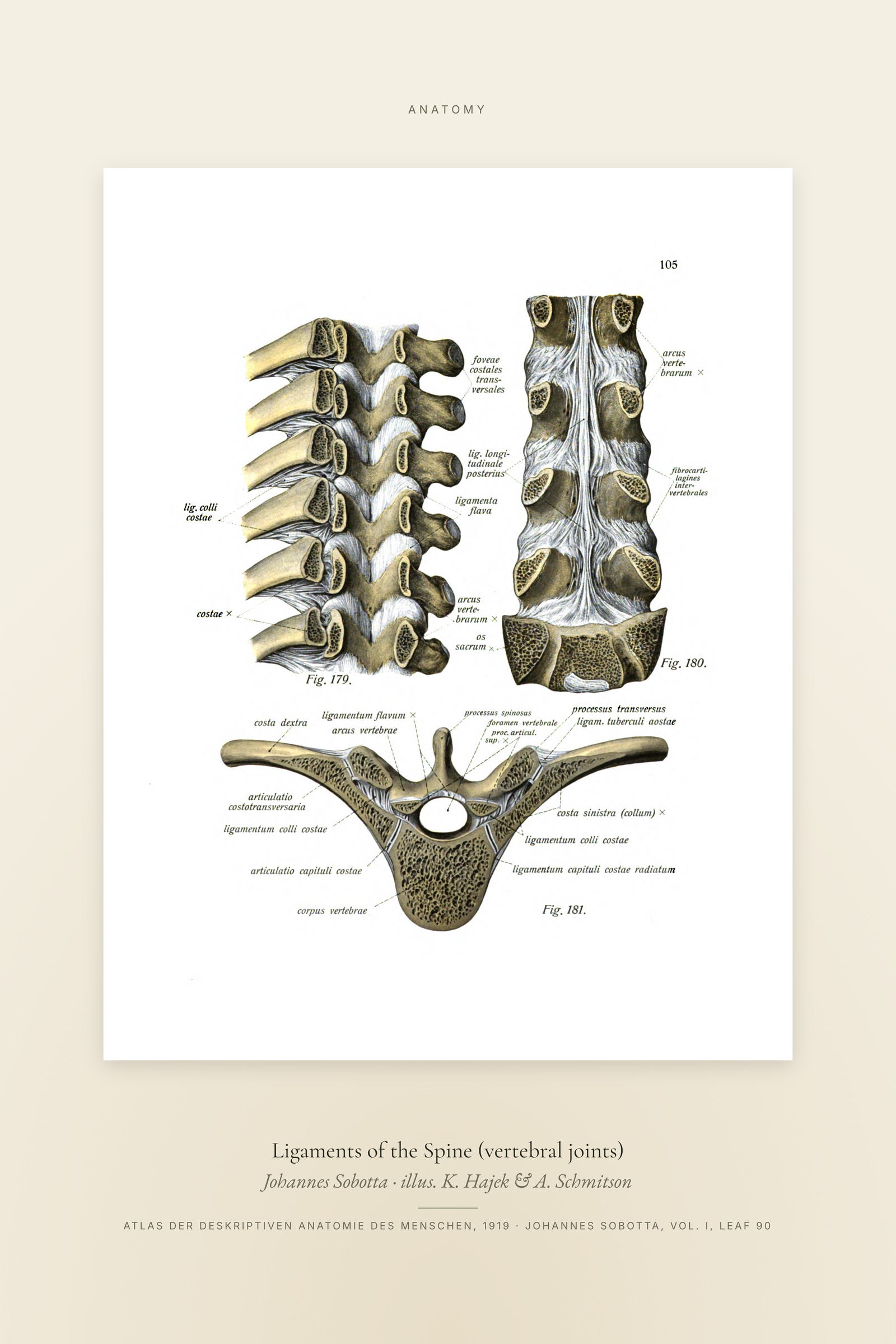 Ligaments of the Spine (vertebral joints) — Specimen