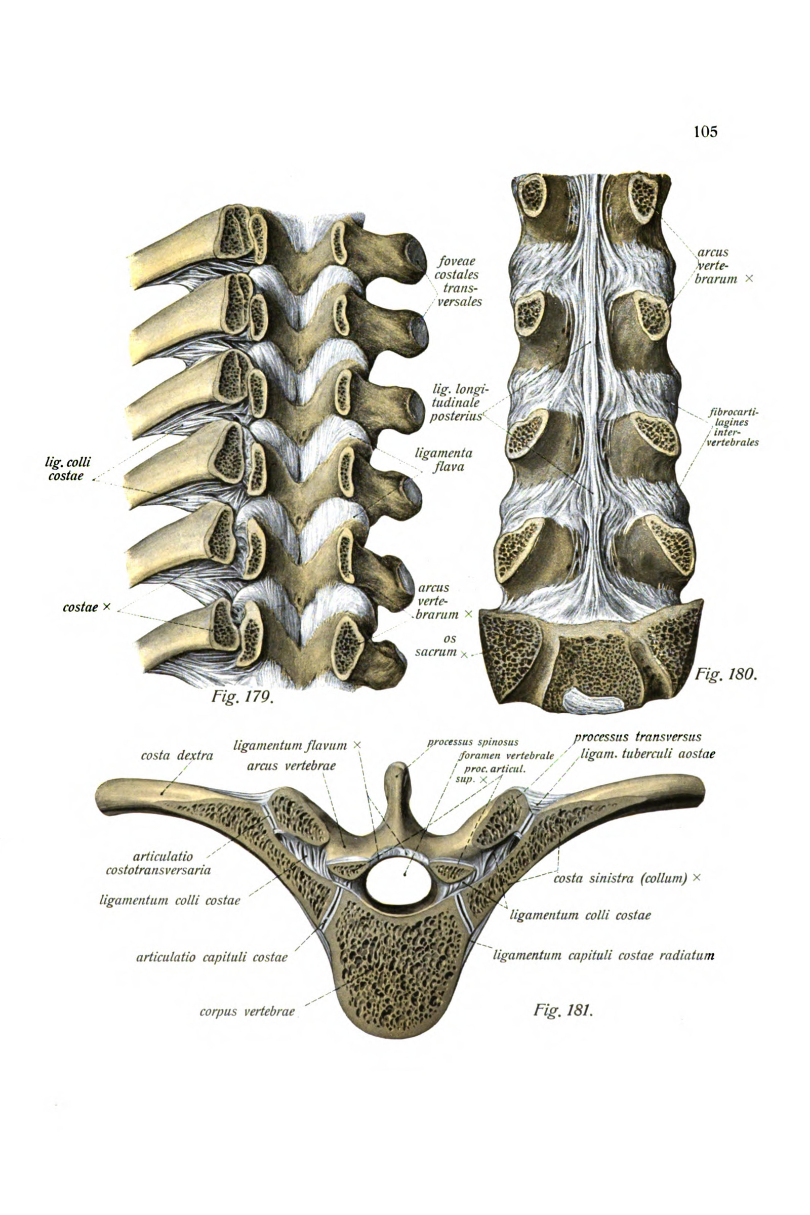 Ligaments of the Spine (vertebral joints)