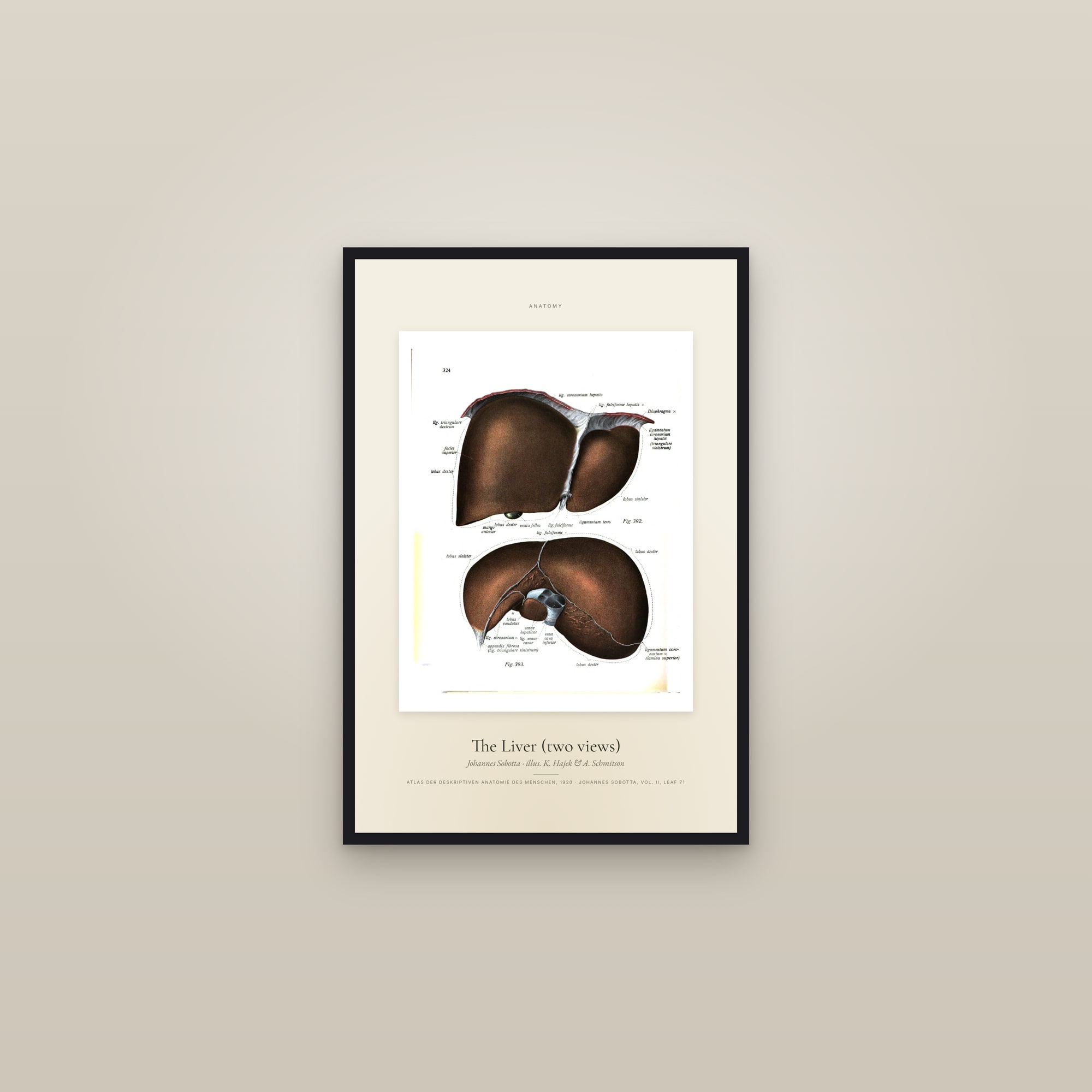 The Liver (two views) — Specimen — framed in a gallery setting