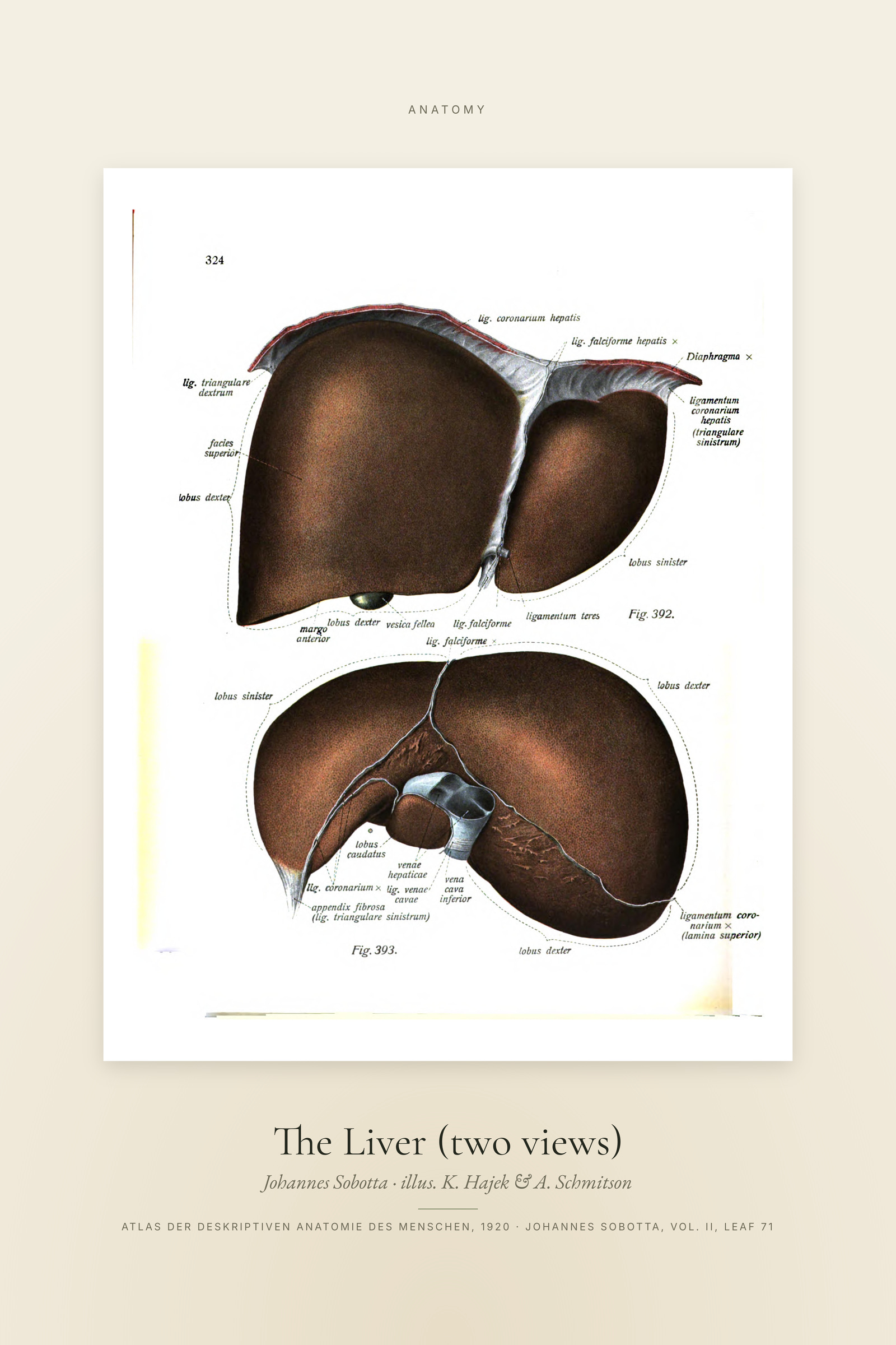 The Liver (two views) — Specimen