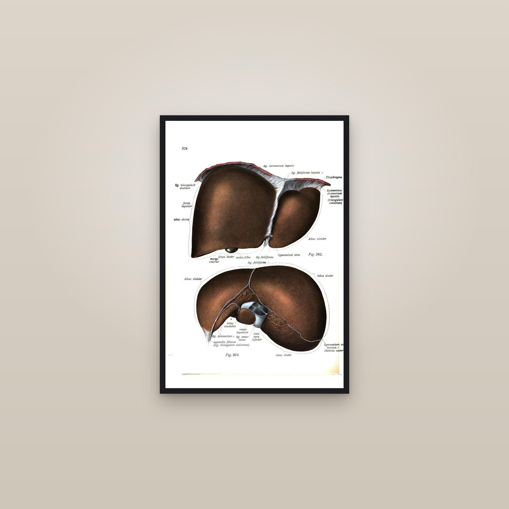 The Liver (two views) — framed in a gallery setting