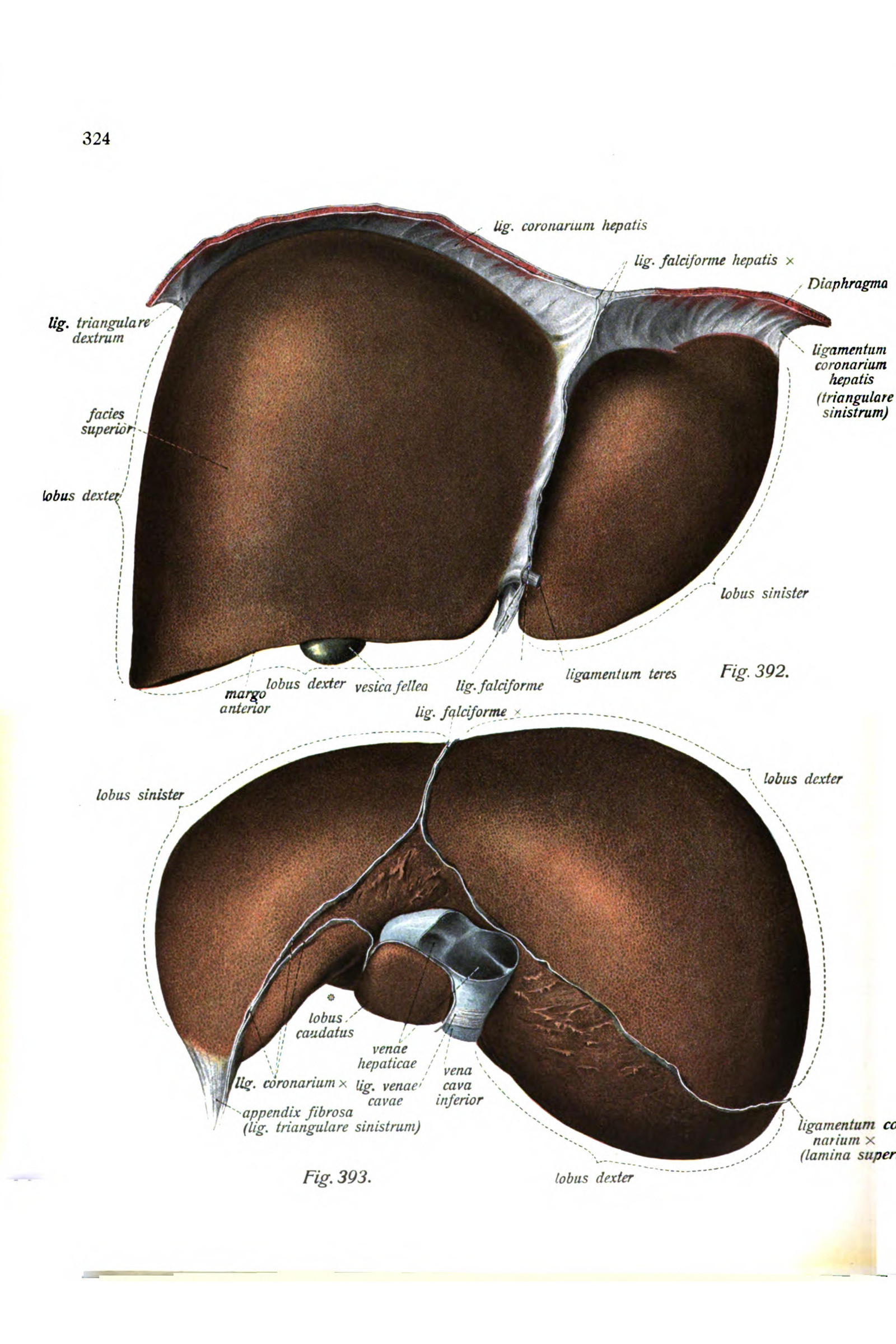 The Liver (two views)