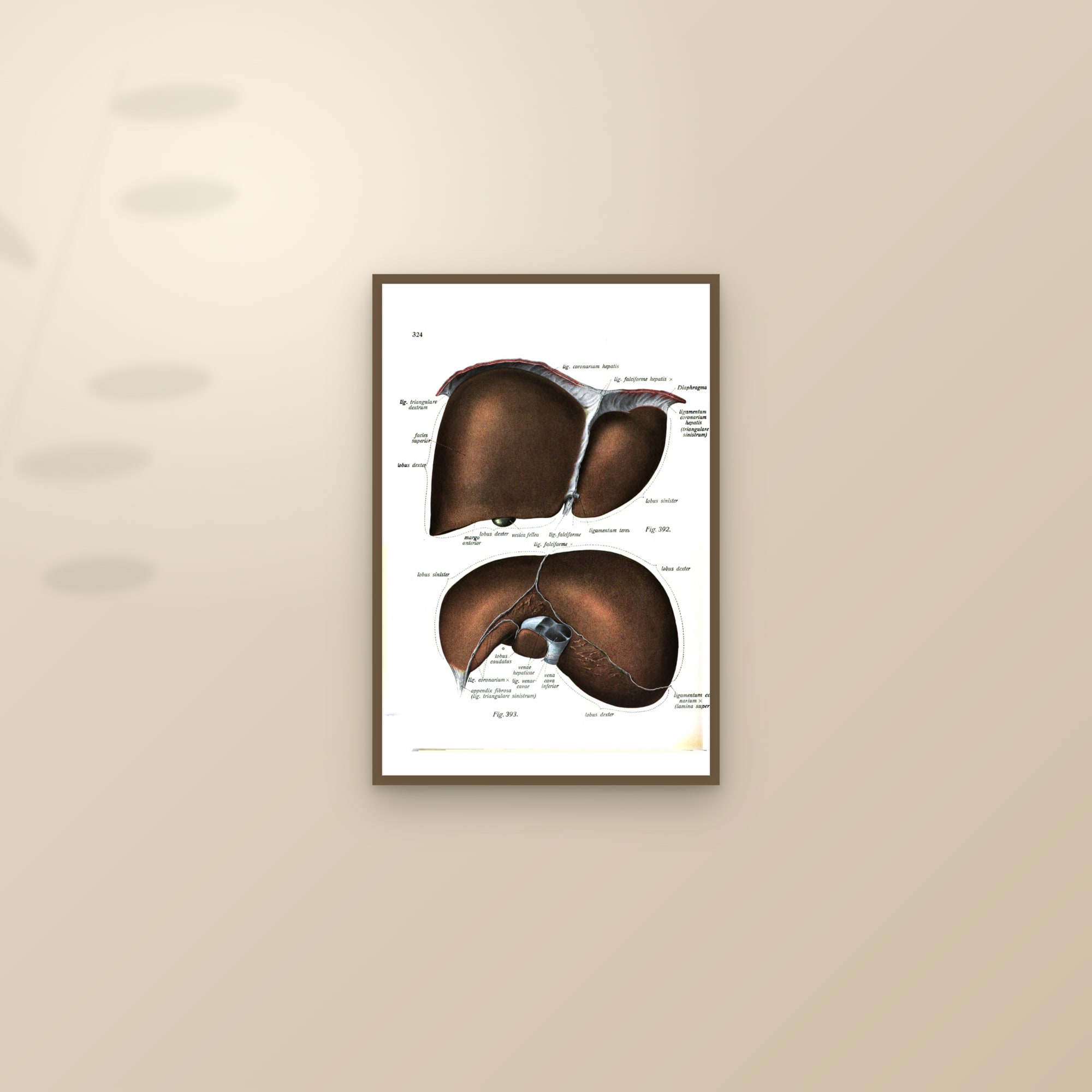 The Liver (two views) — framed and styled on a sunlit wall