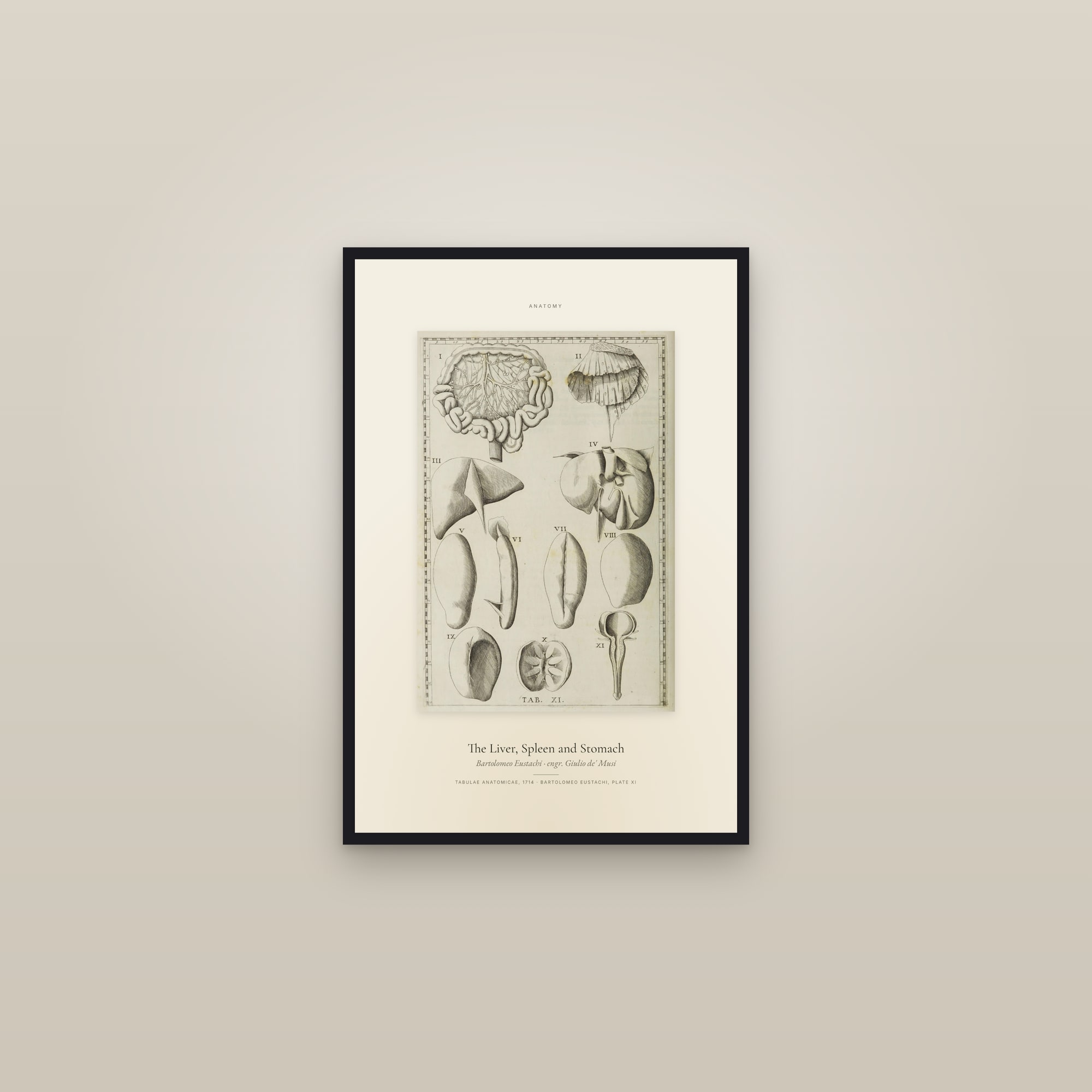The Liver, Spleen and Stomach — Specimen