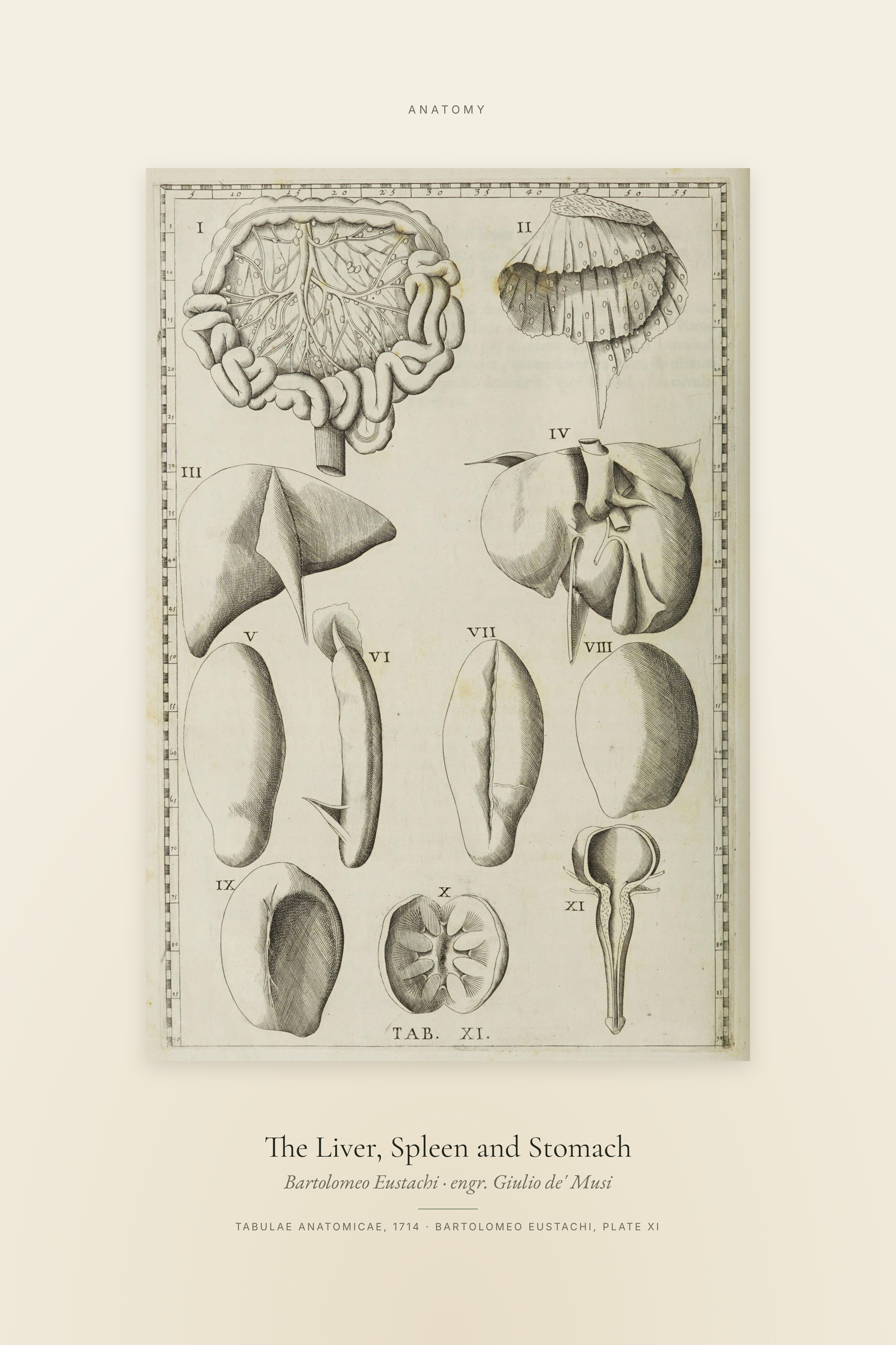 The Liver, Spleen and Stomach — Specimen