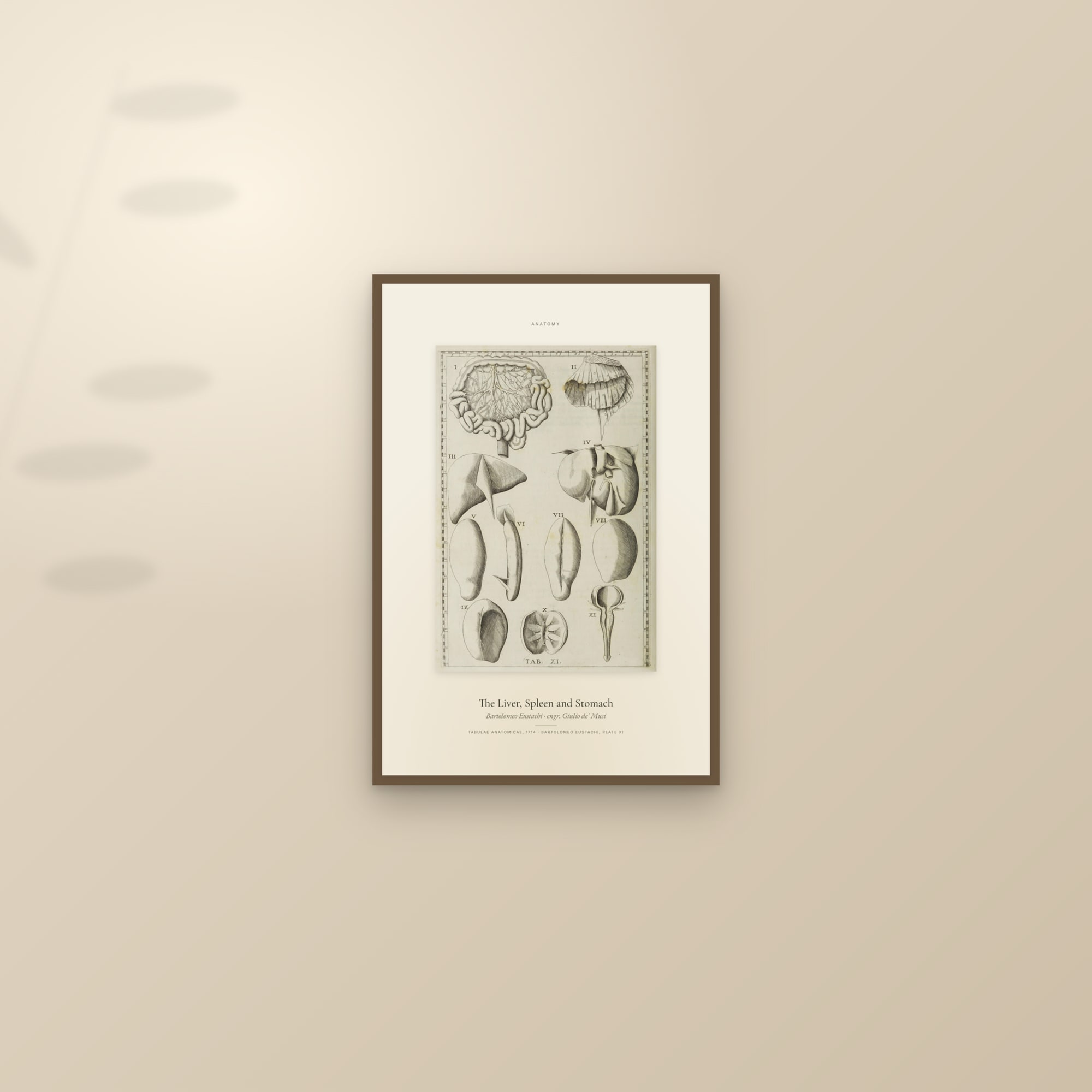 The Liver, Spleen and Stomach — Specimen — framed and styled on a sunlit wall