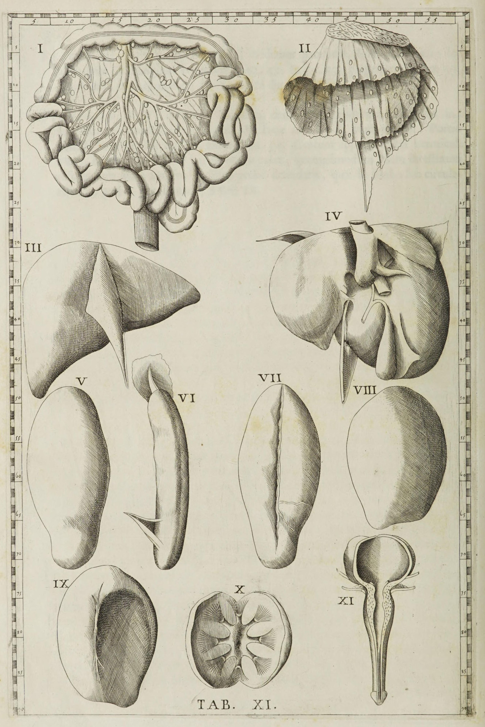 The Liver, Spleen and Stomach