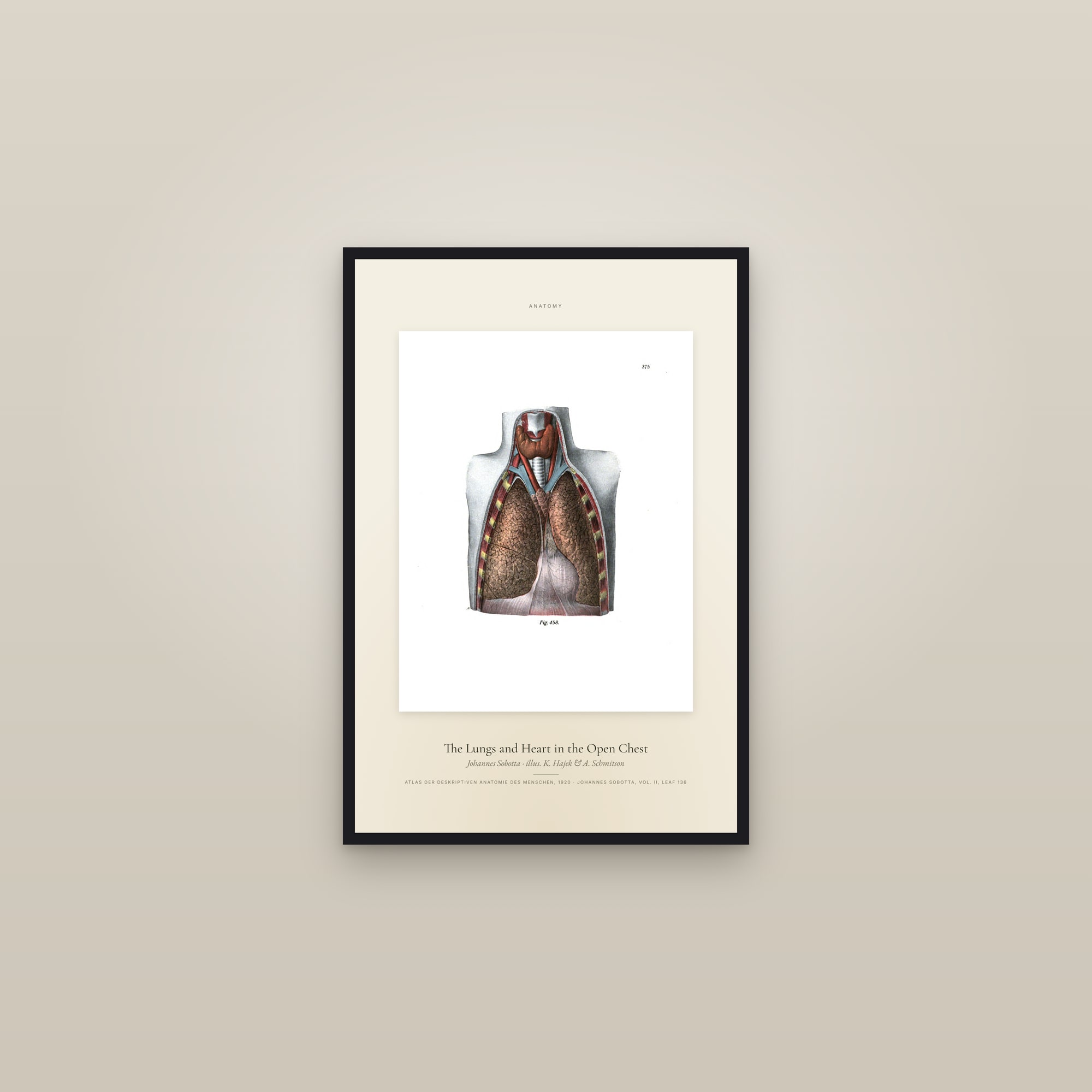 The Lungs and Heart in the Open Chest — Specimen — framed in a gallery setting