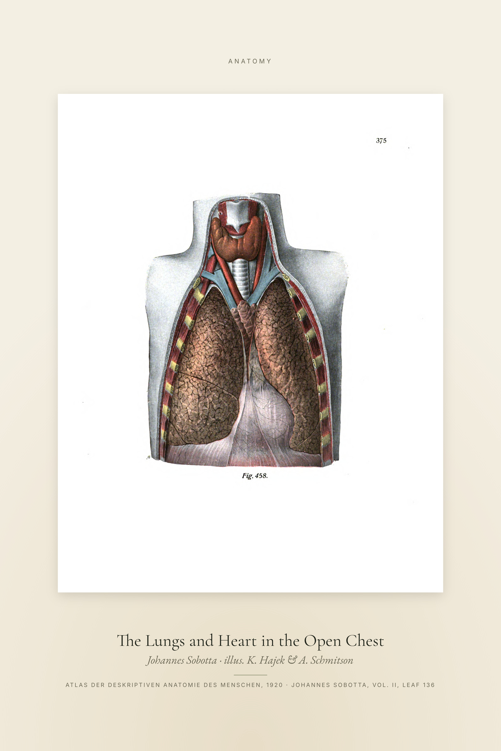 The Lungs and Heart in the Open Chest — Specimen
