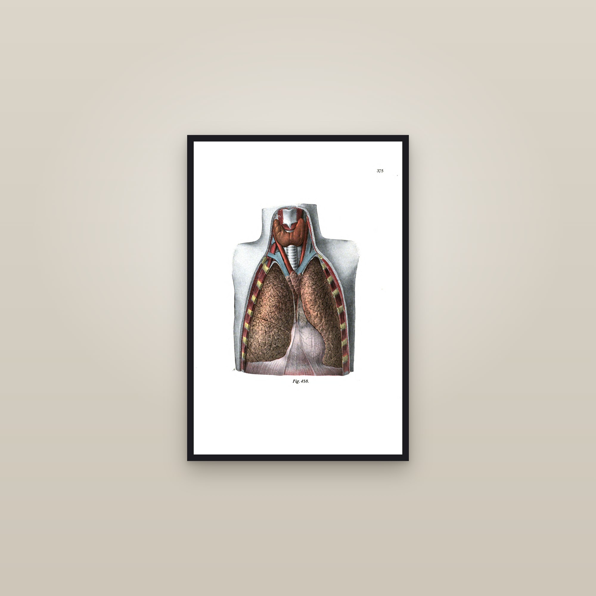 The Lungs and Heart in the Open Chest — framed in a gallery setting