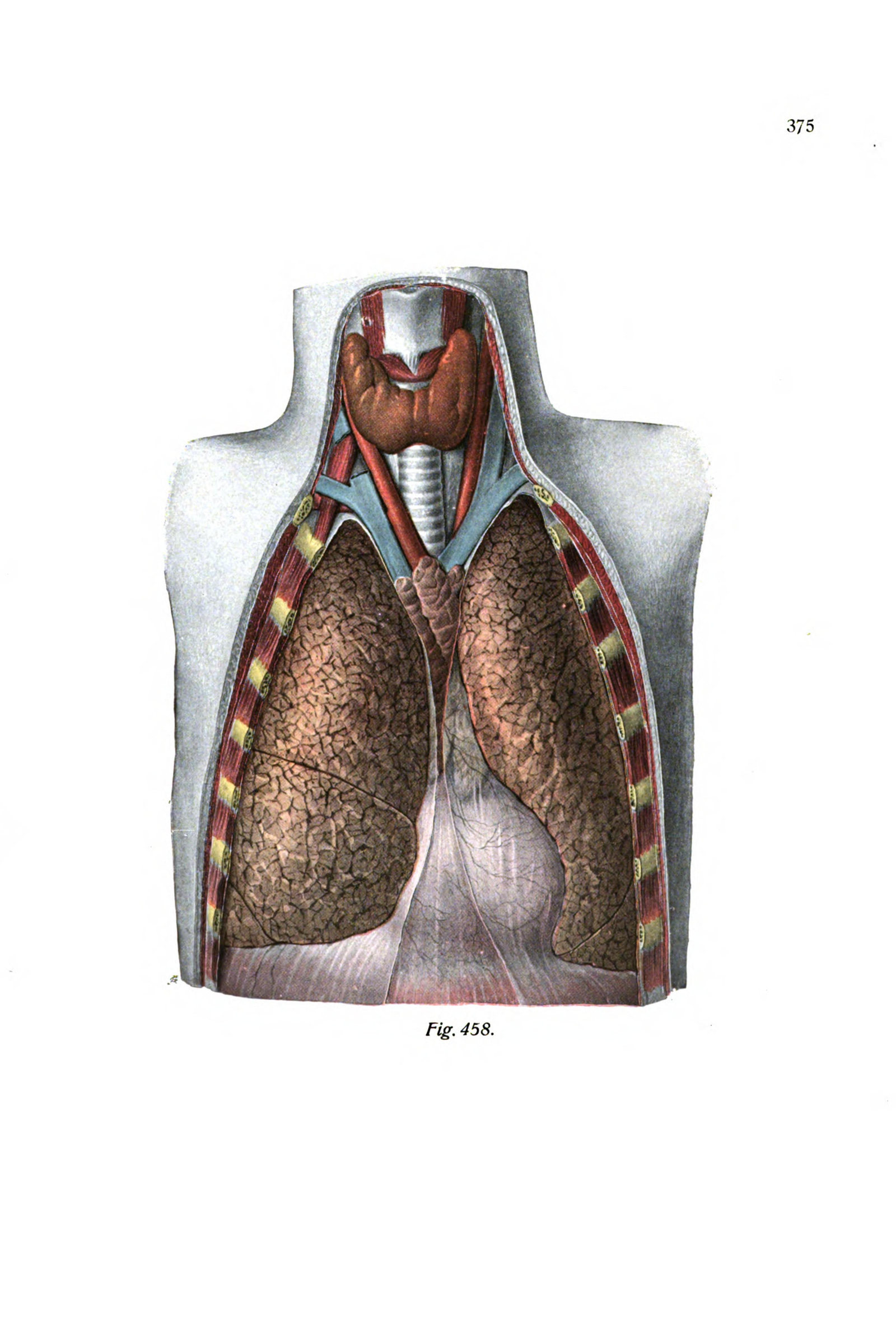 The Lungs and Heart in the Open Chest