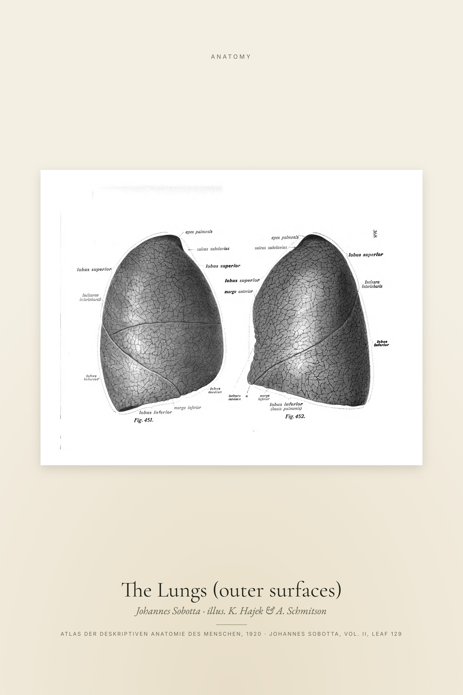 The Lungs (outer surfaces)