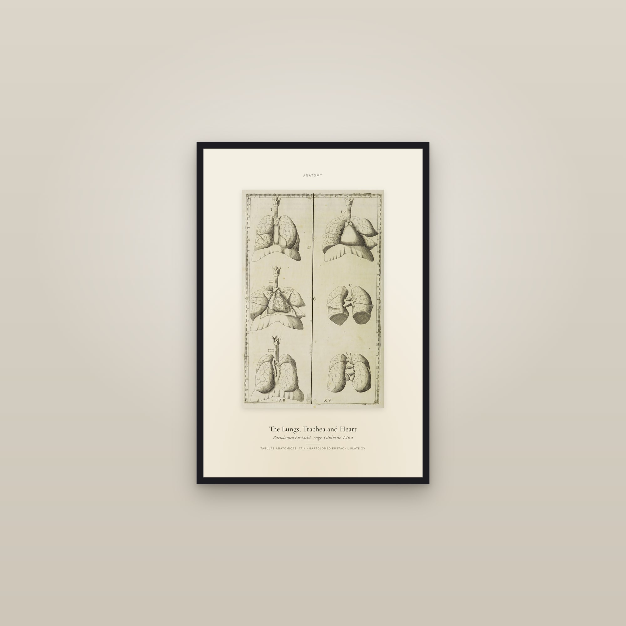 The Lungs, Trachea and Heart — Specimen — framed in a gallery setting