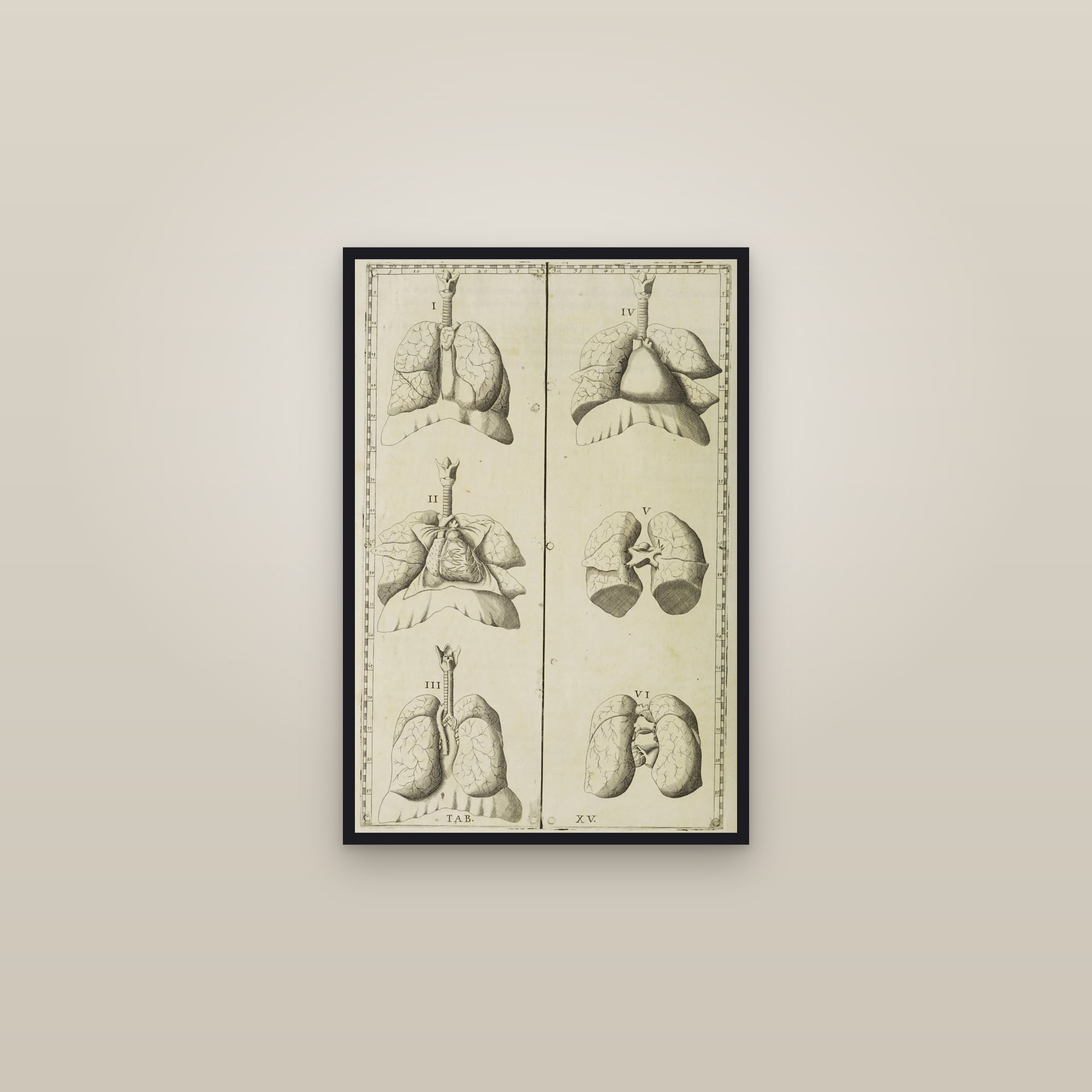 The Lungs, Trachea and Heart — framed in a gallery setting