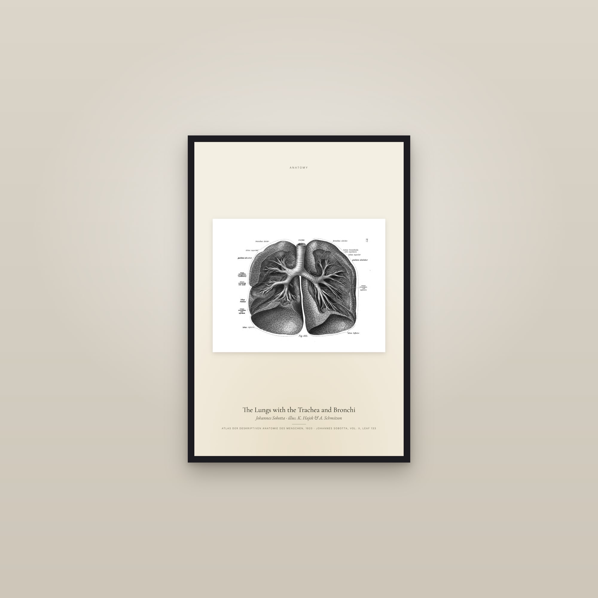The Lungs with the Trachea and Bronchi — framed in a gallery setting