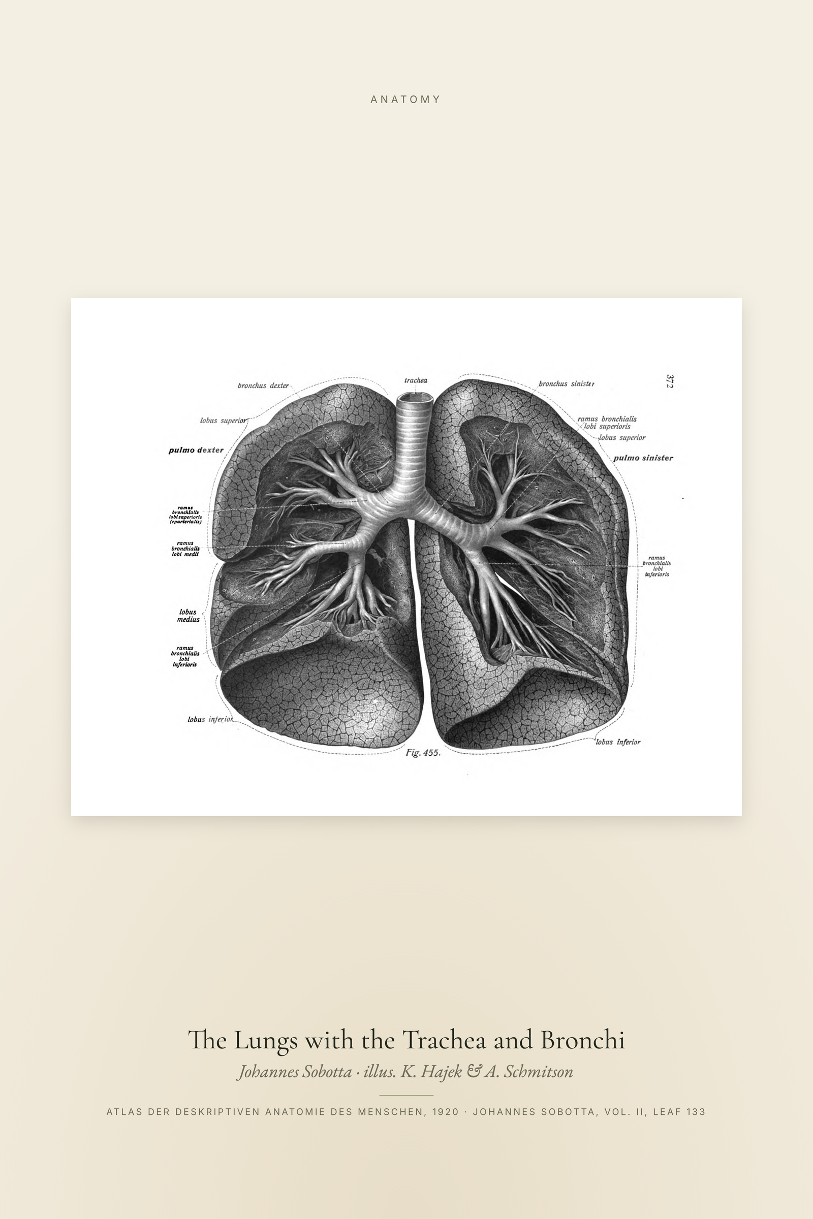 The Lungs with the Trachea and Bronchi