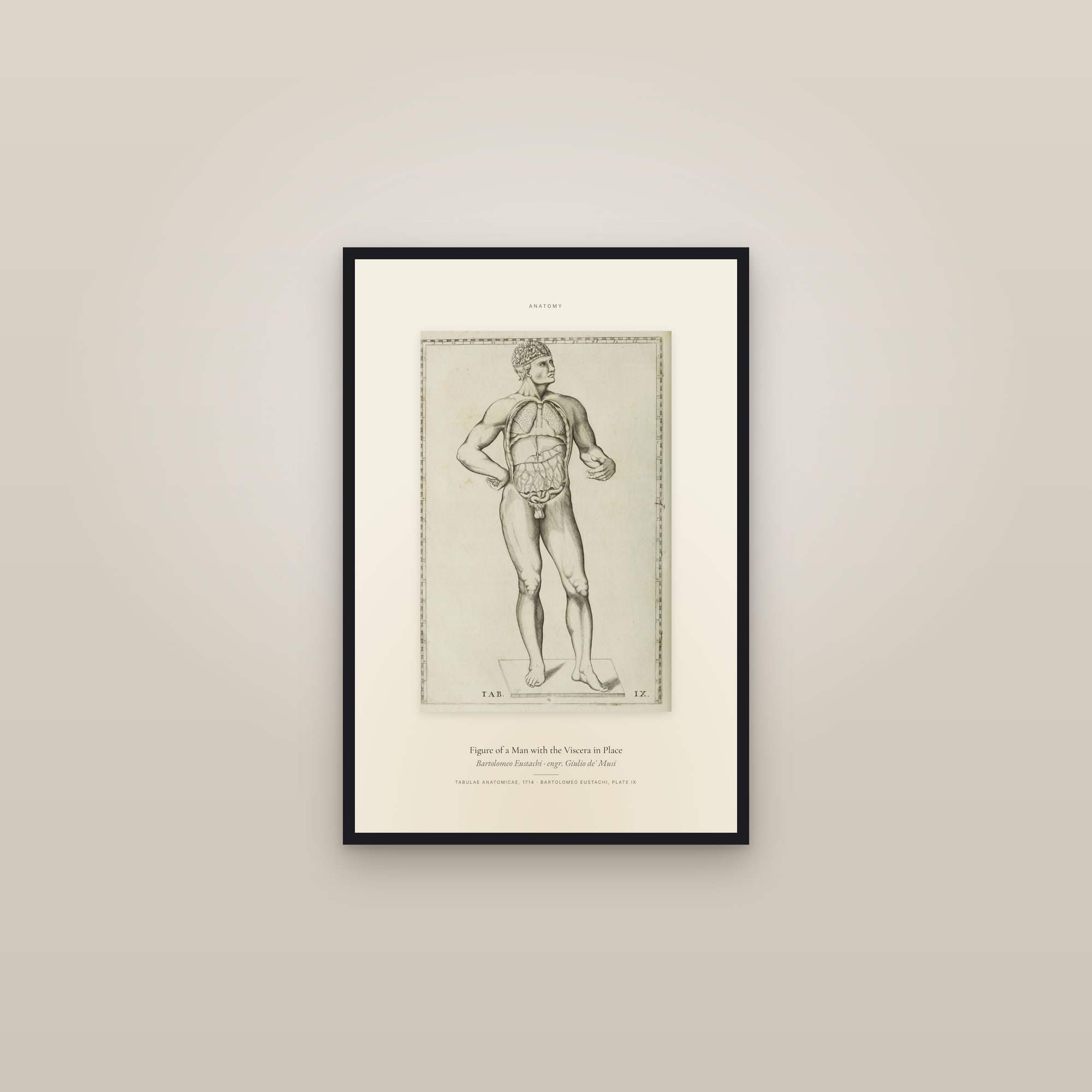 Figure of a Man with the Viscera in Place — Specimen — framed in a gallery setting