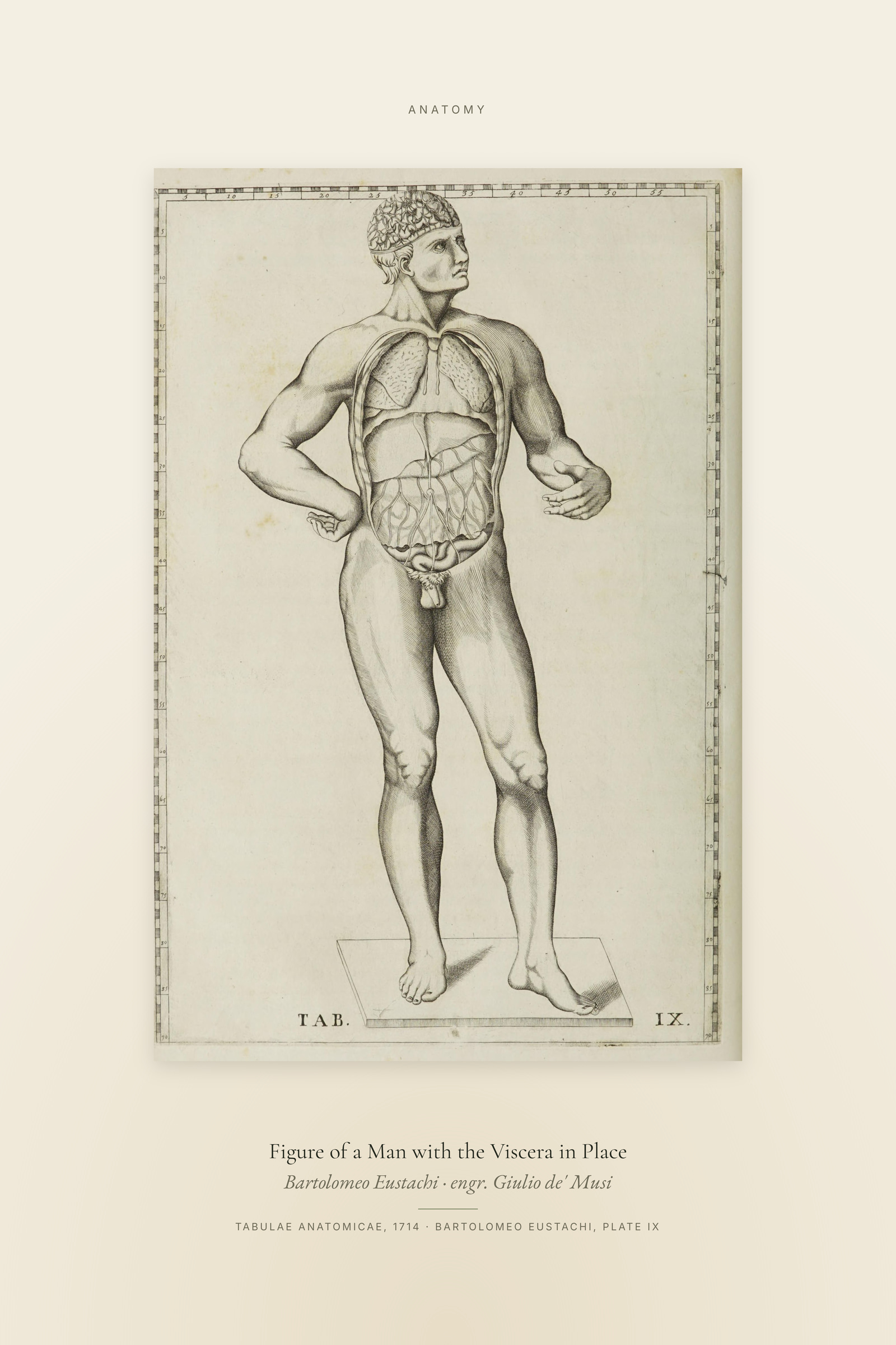 Figure of a Man with the Viscera in Place — Specimen