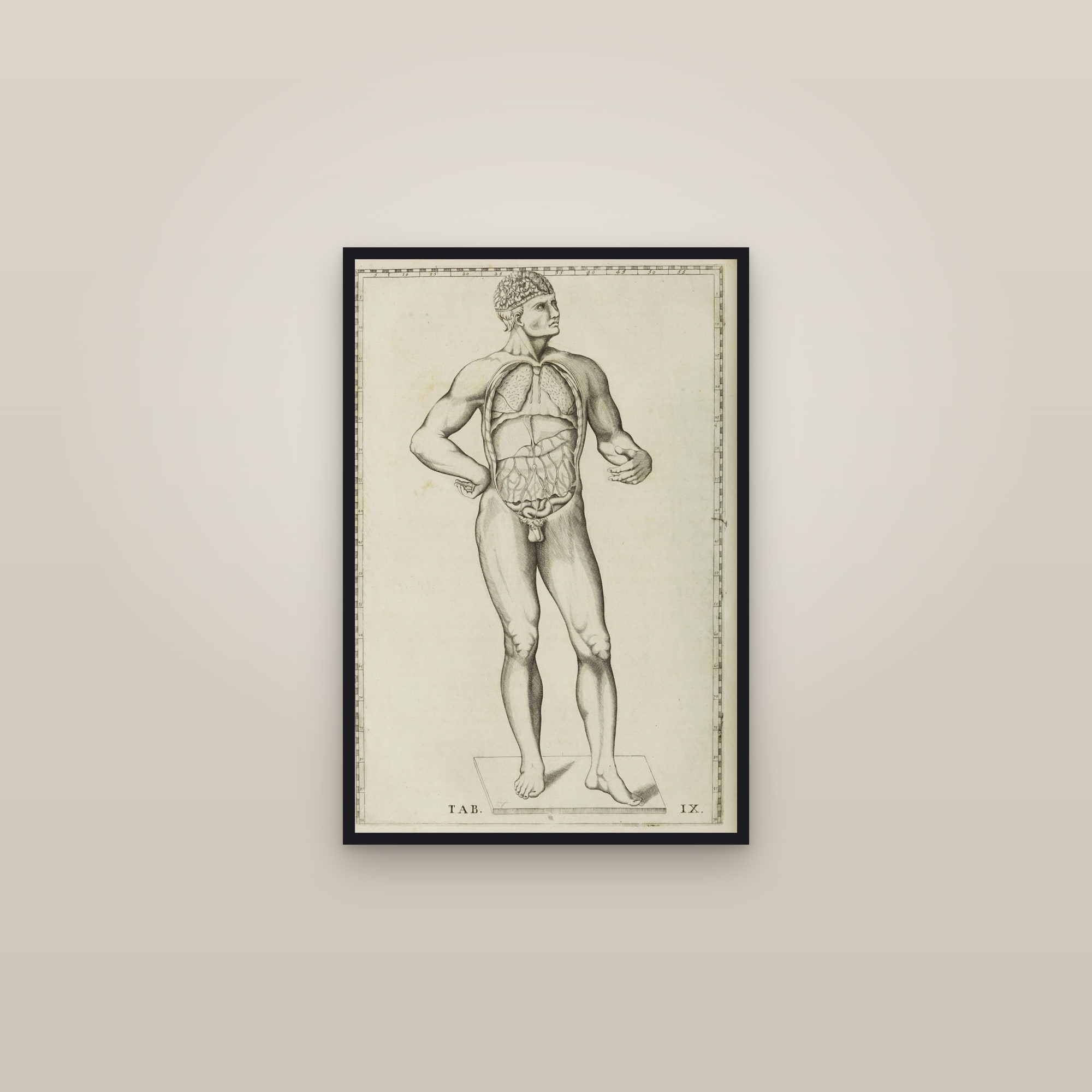 Figure of a Man with the Viscera in Place — framed in a gallery setting