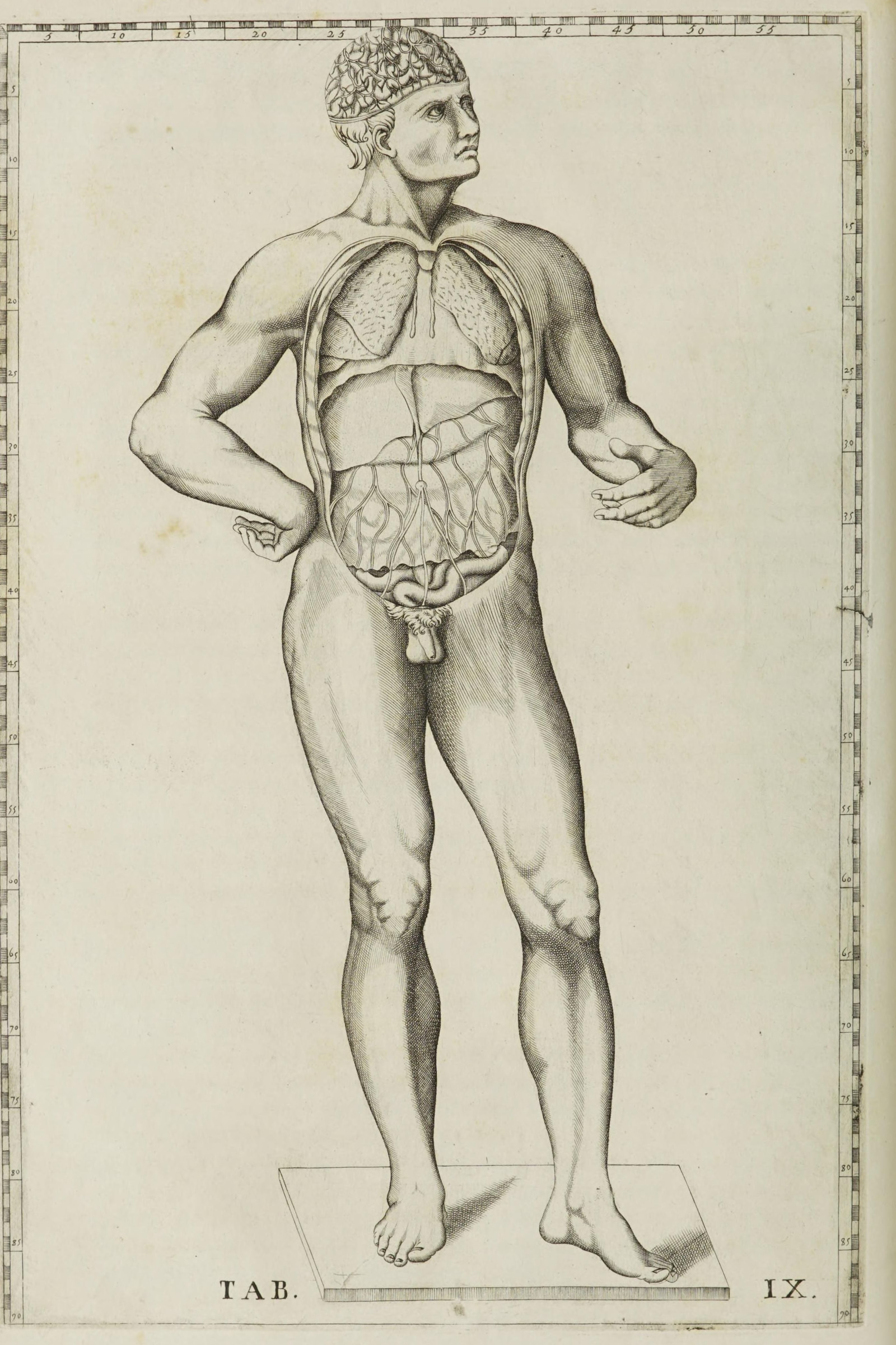 Figure of a Man with the Viscera in Place