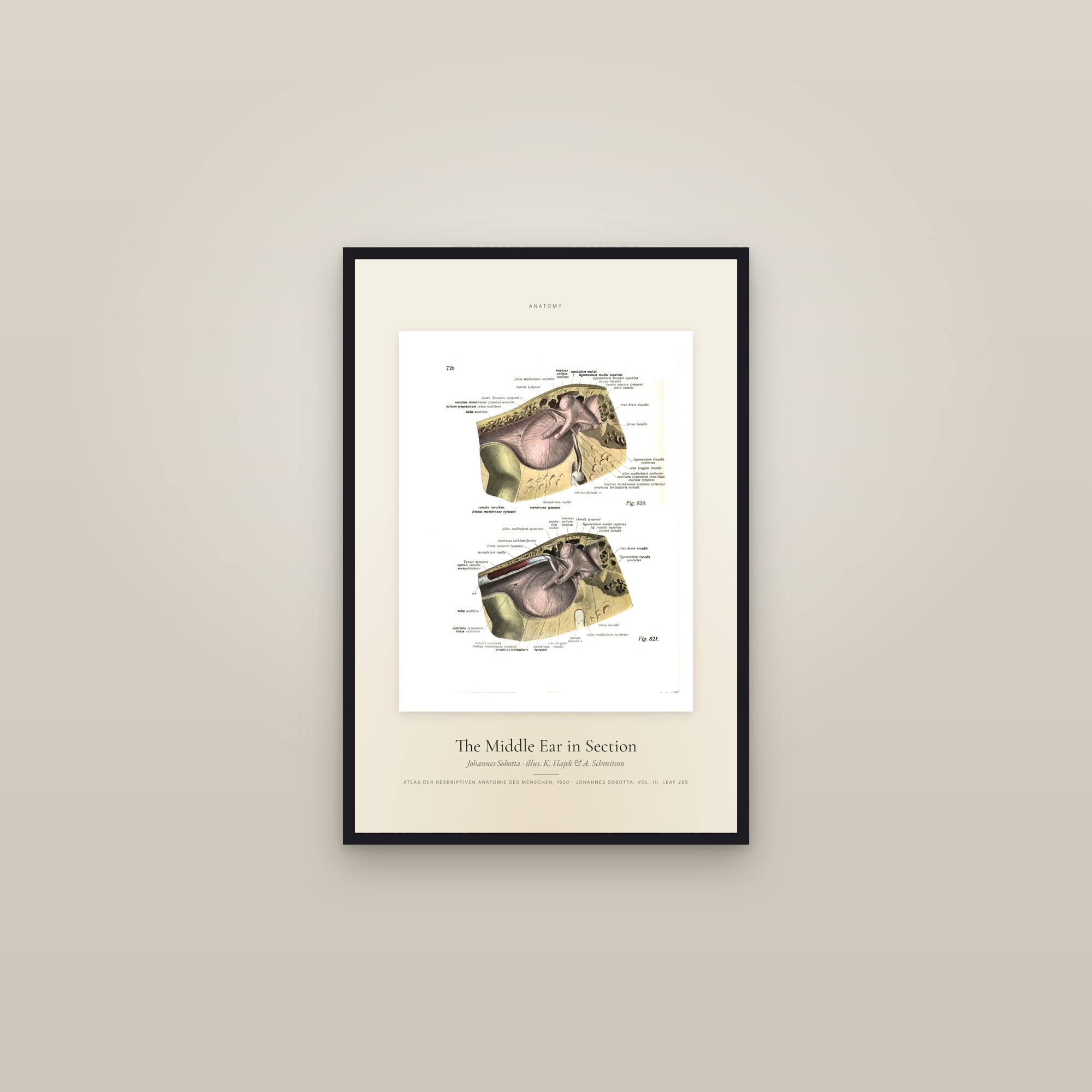 The Middle Ear in Section — Specimen — framed in a gallery setting