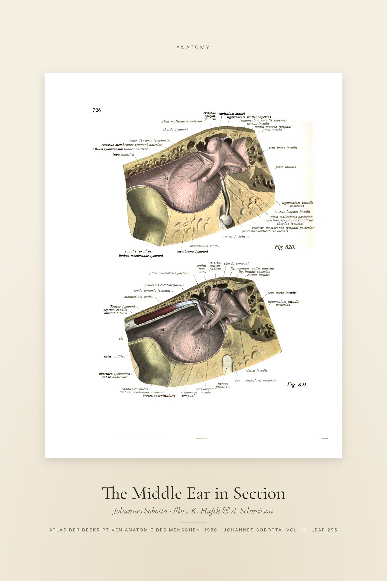 The Middle Ear in Section — Specimen