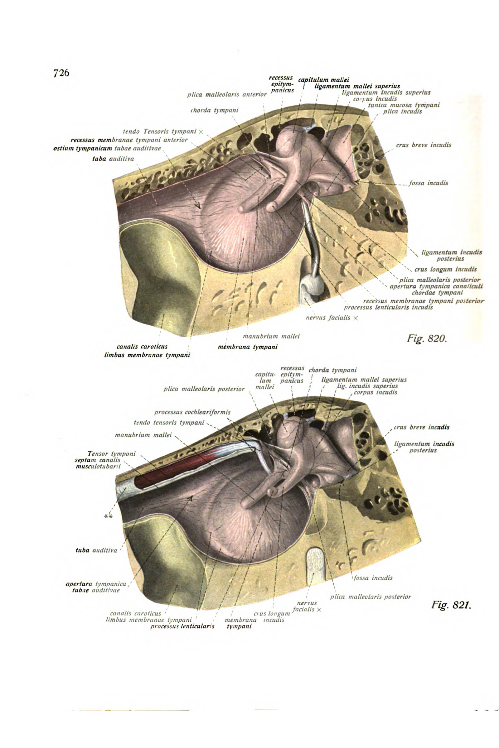 The Middle Ear in Section