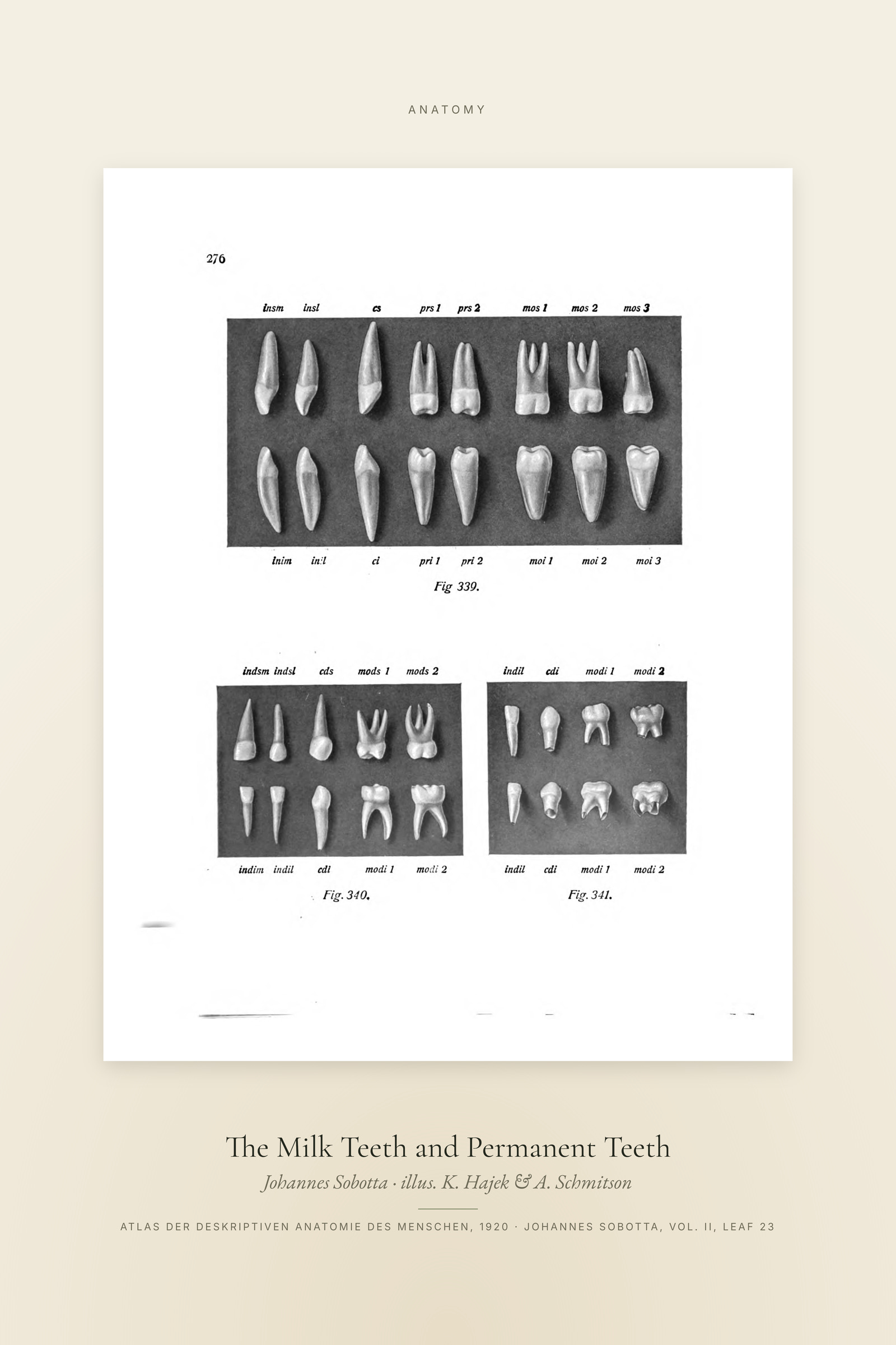 The Milk Teeth and Permanent Teeth — Specimen