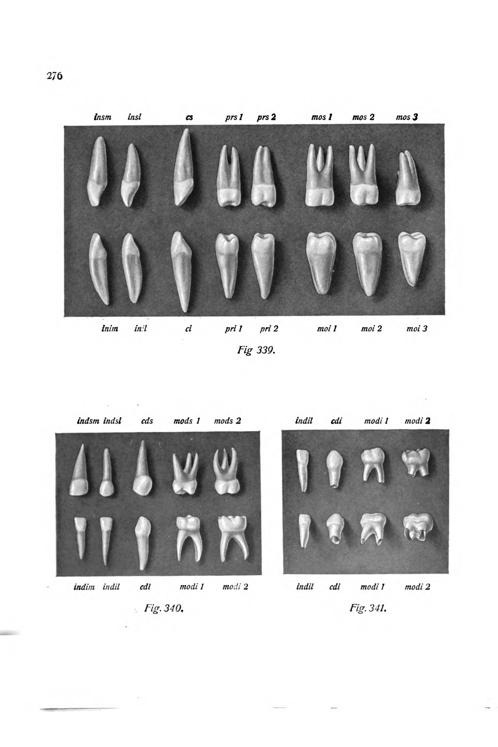 The Milk Teeth and Permanent Teeth