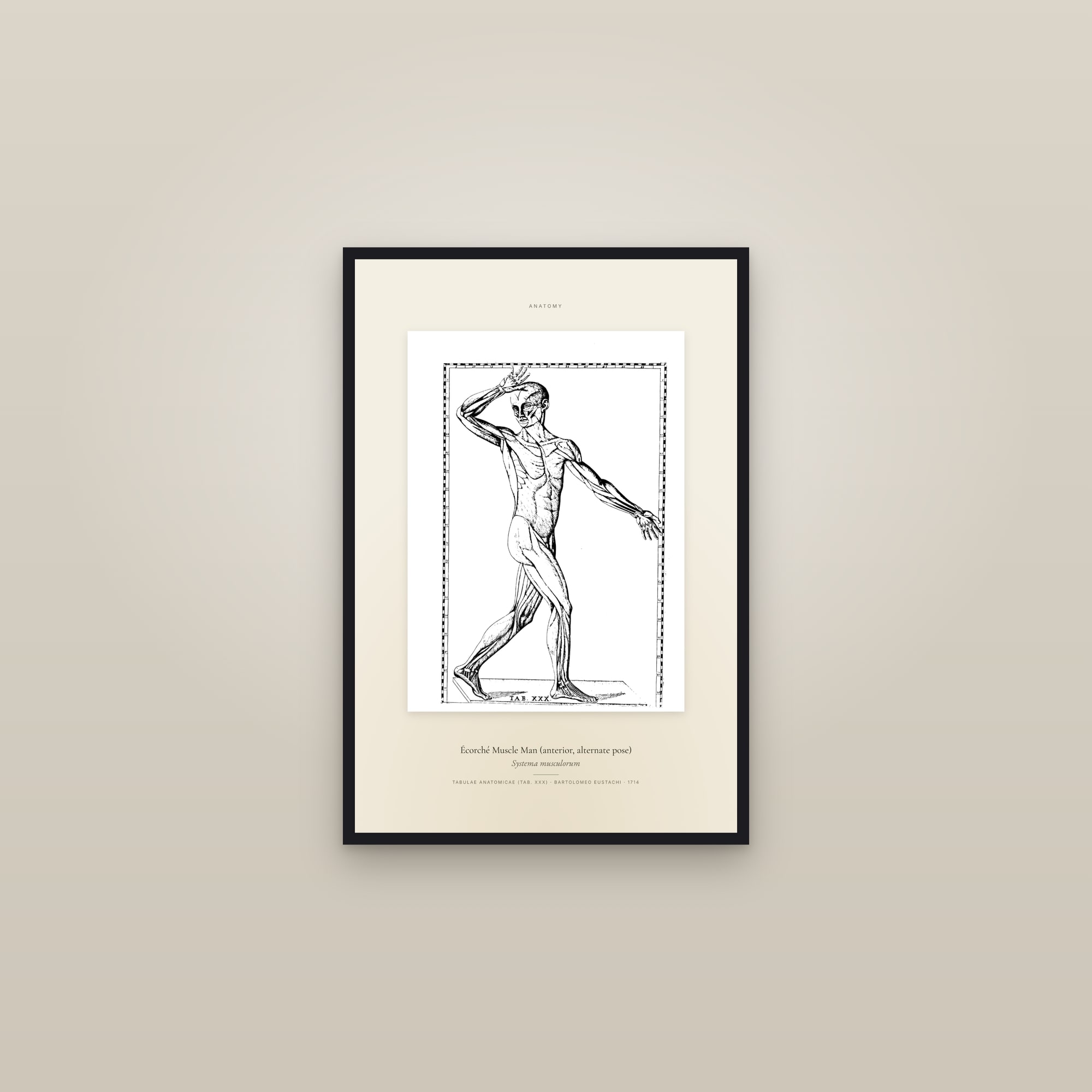 Écorché Muscle Man (anterior, alternate pose) — Specimen — framed in a gallery setting