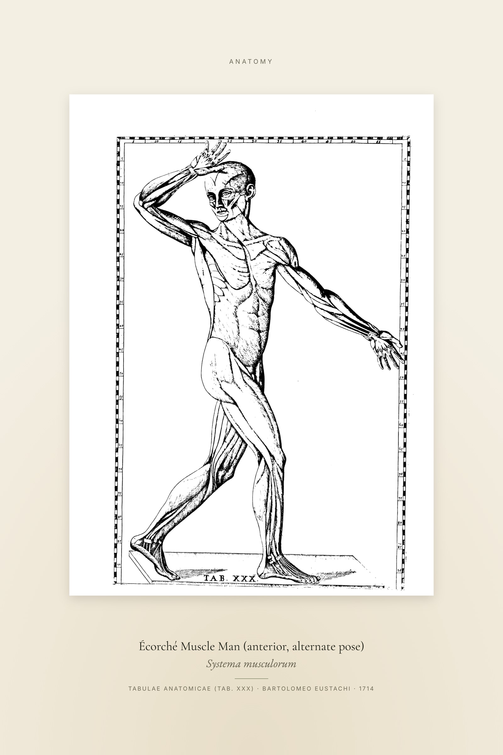 Écorché Muscle Man (anterior, alternate pose) — Specimen