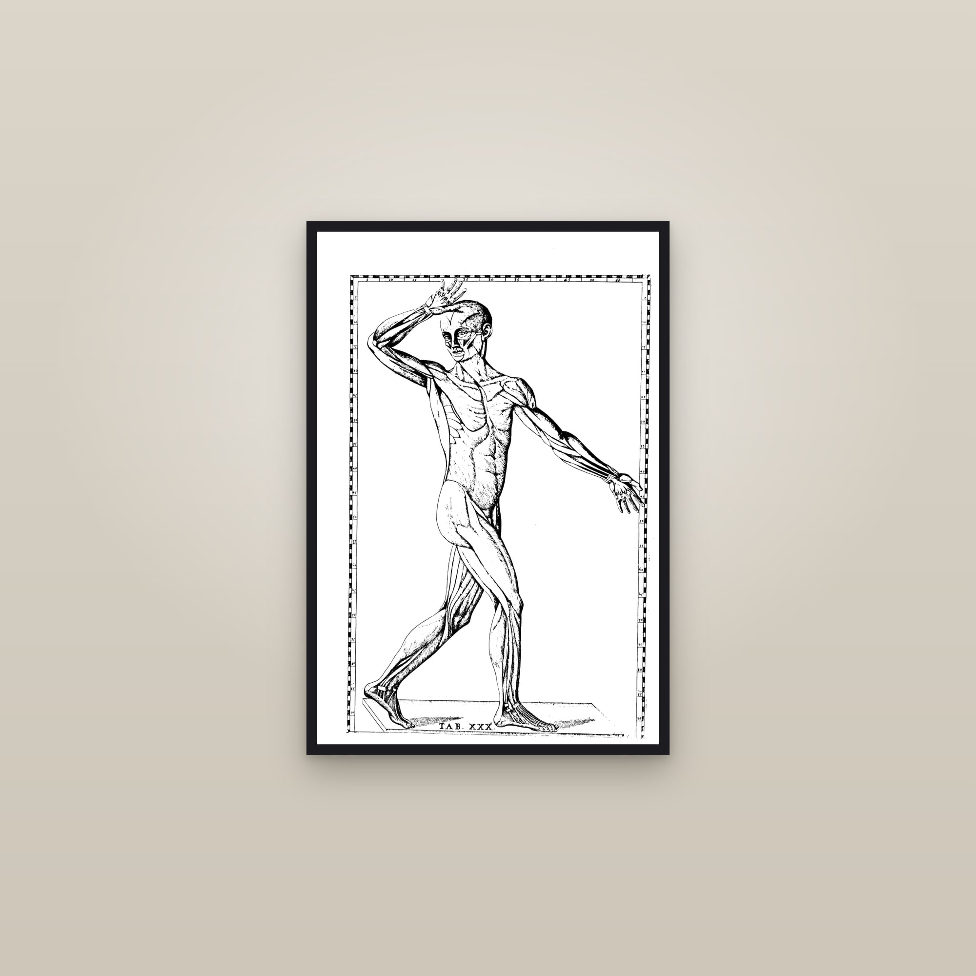 Écorché Muscle Man (anterior, alternate pose) — framed in a gallery setting