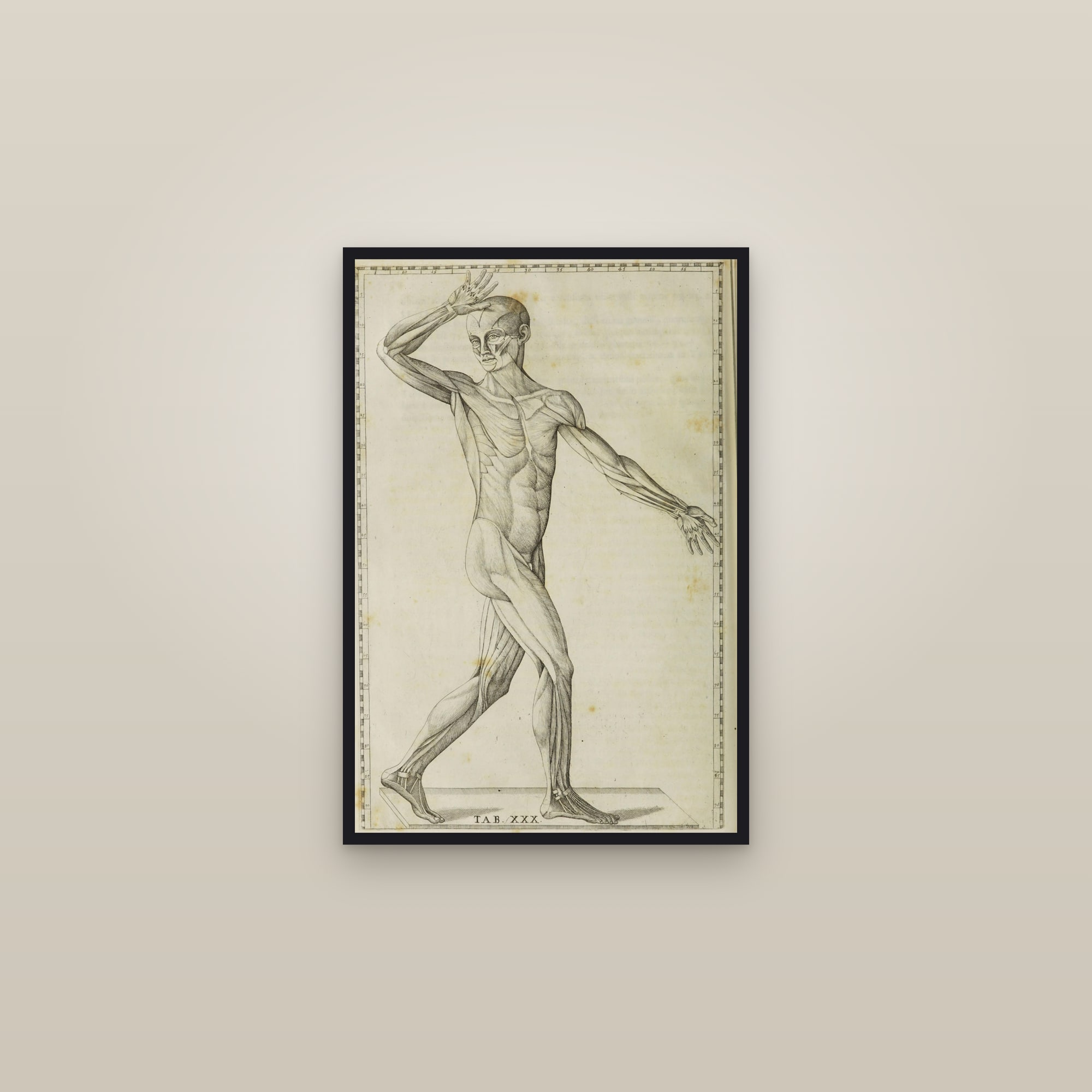 Écorché Muscle Man (anterior, alternate pose) — framed in a gallery setting