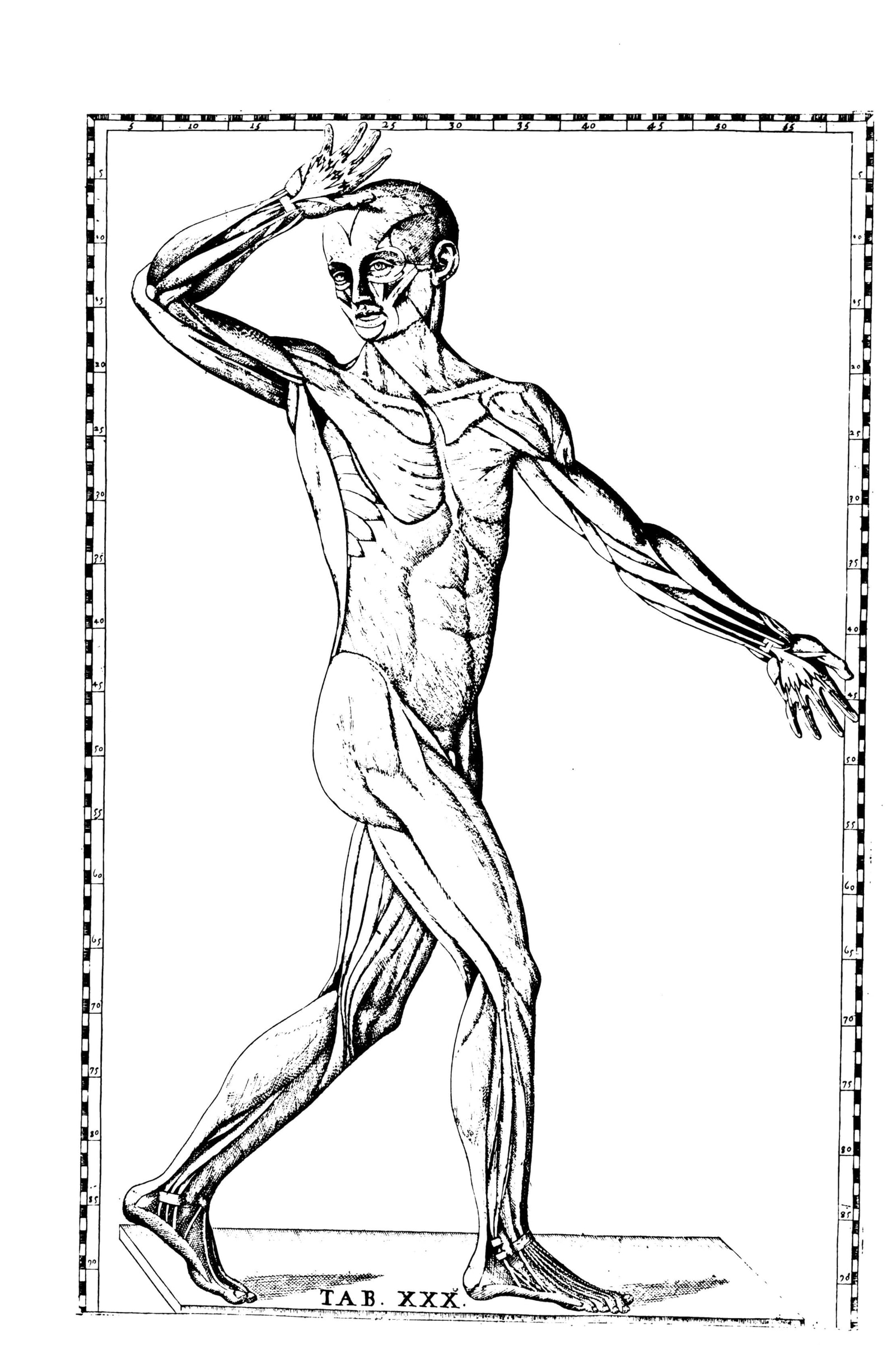 Écorché Muscle Man (anterior, alternate pose)