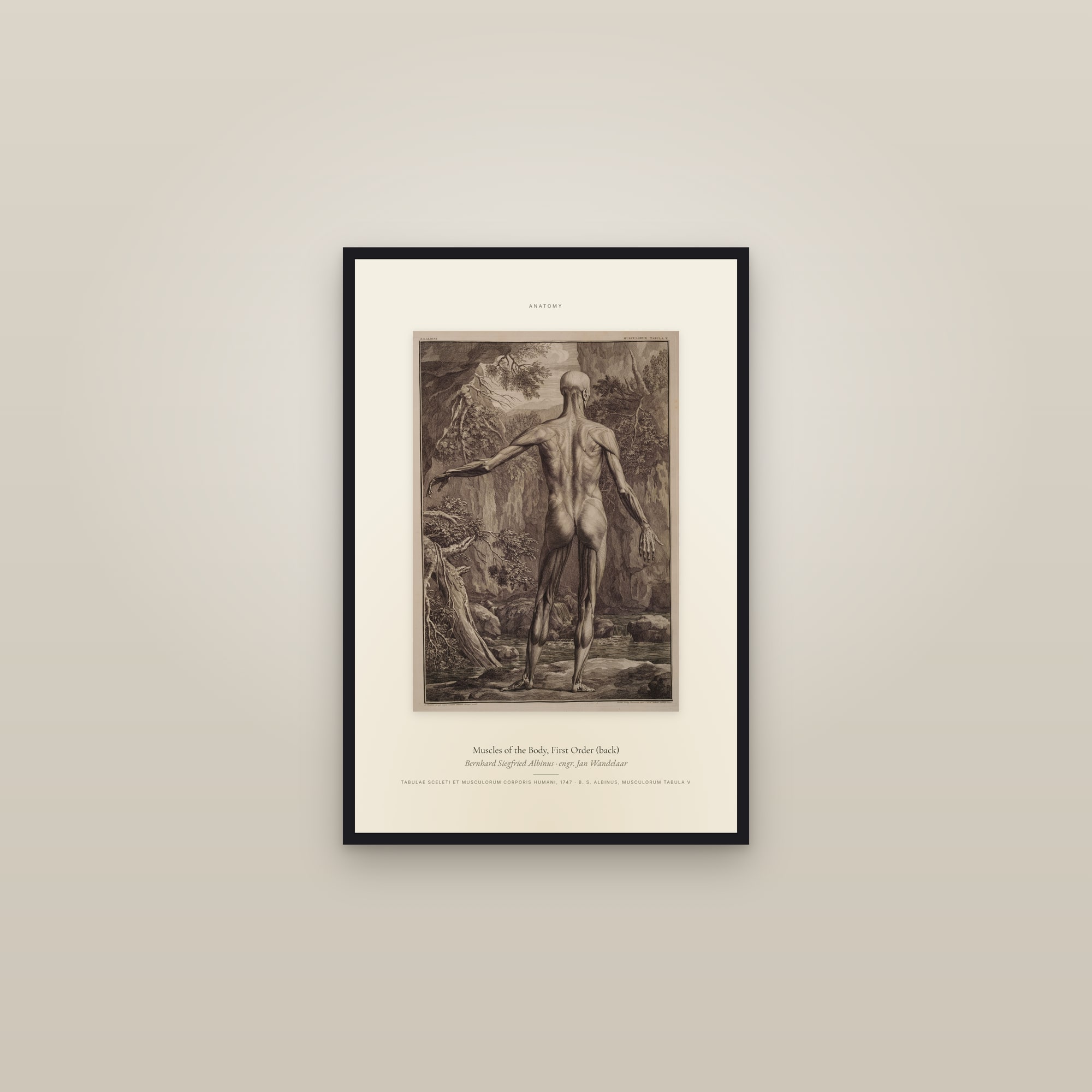 Muscles of the Body, First Order (back) — Specimen — framed in a gallery setting