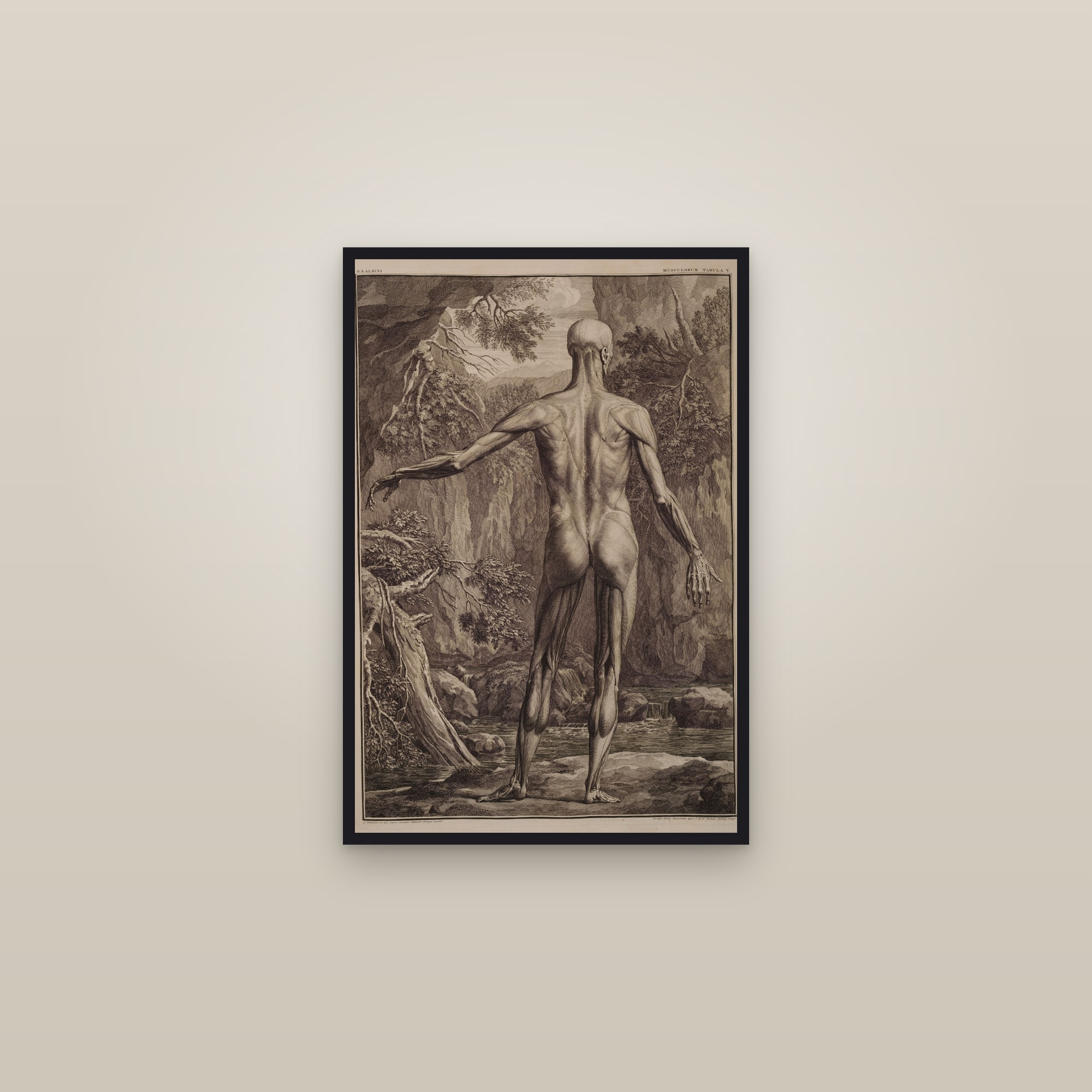 Muscles of the Body, First Order (back) — framed in a gallery setting
