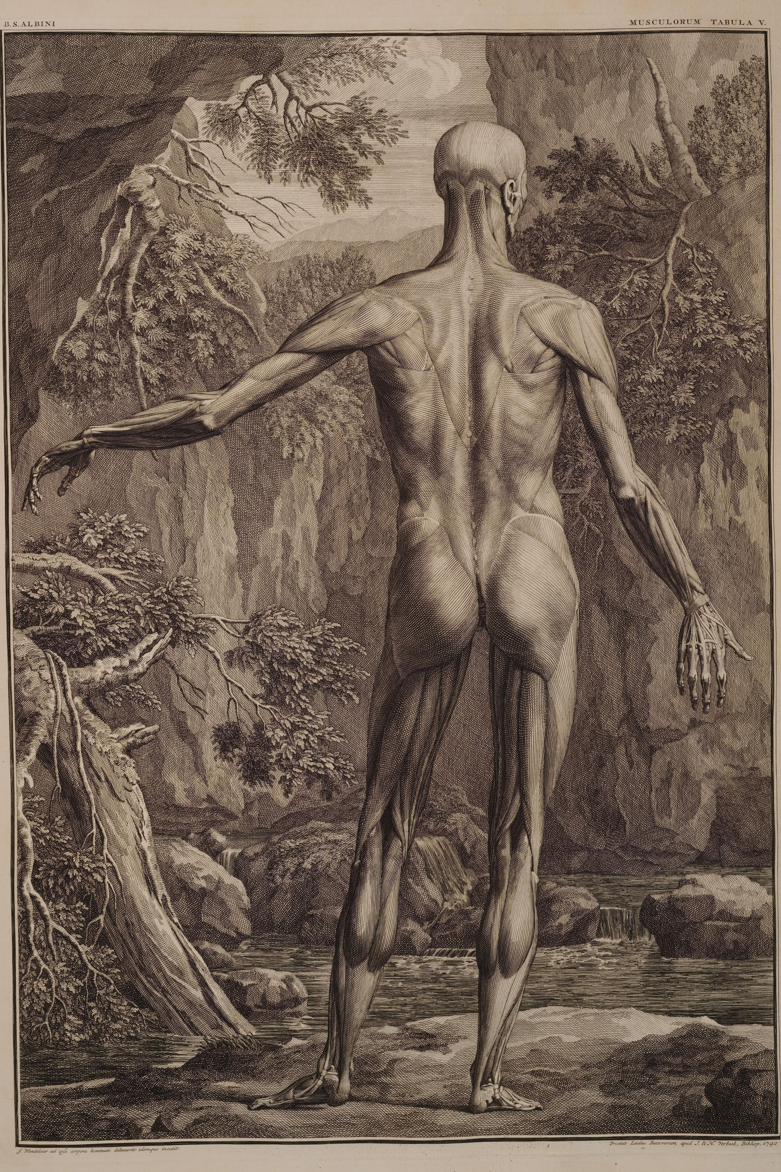 Muscles of the Body, First Order (back)
