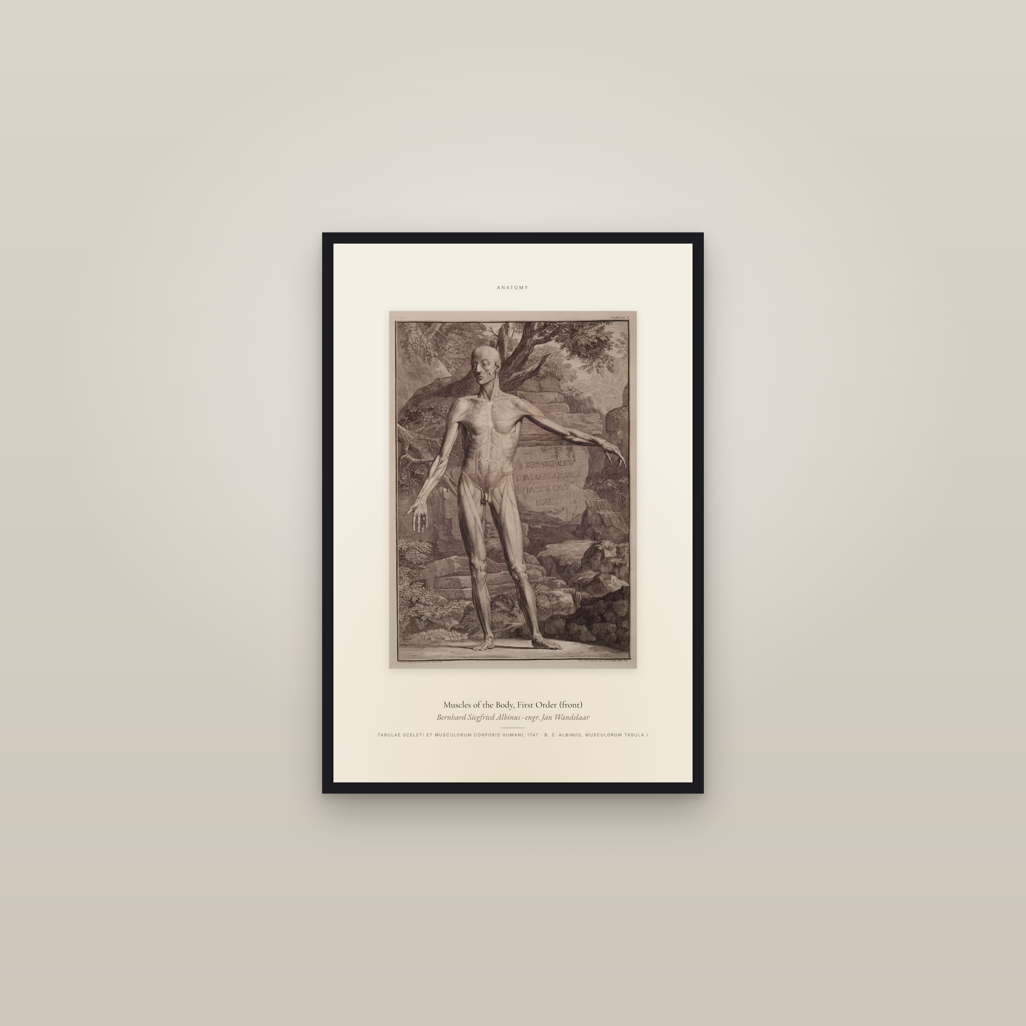 Muscles of the Body, First Order (front) — Specimen — framed in a gallery setting