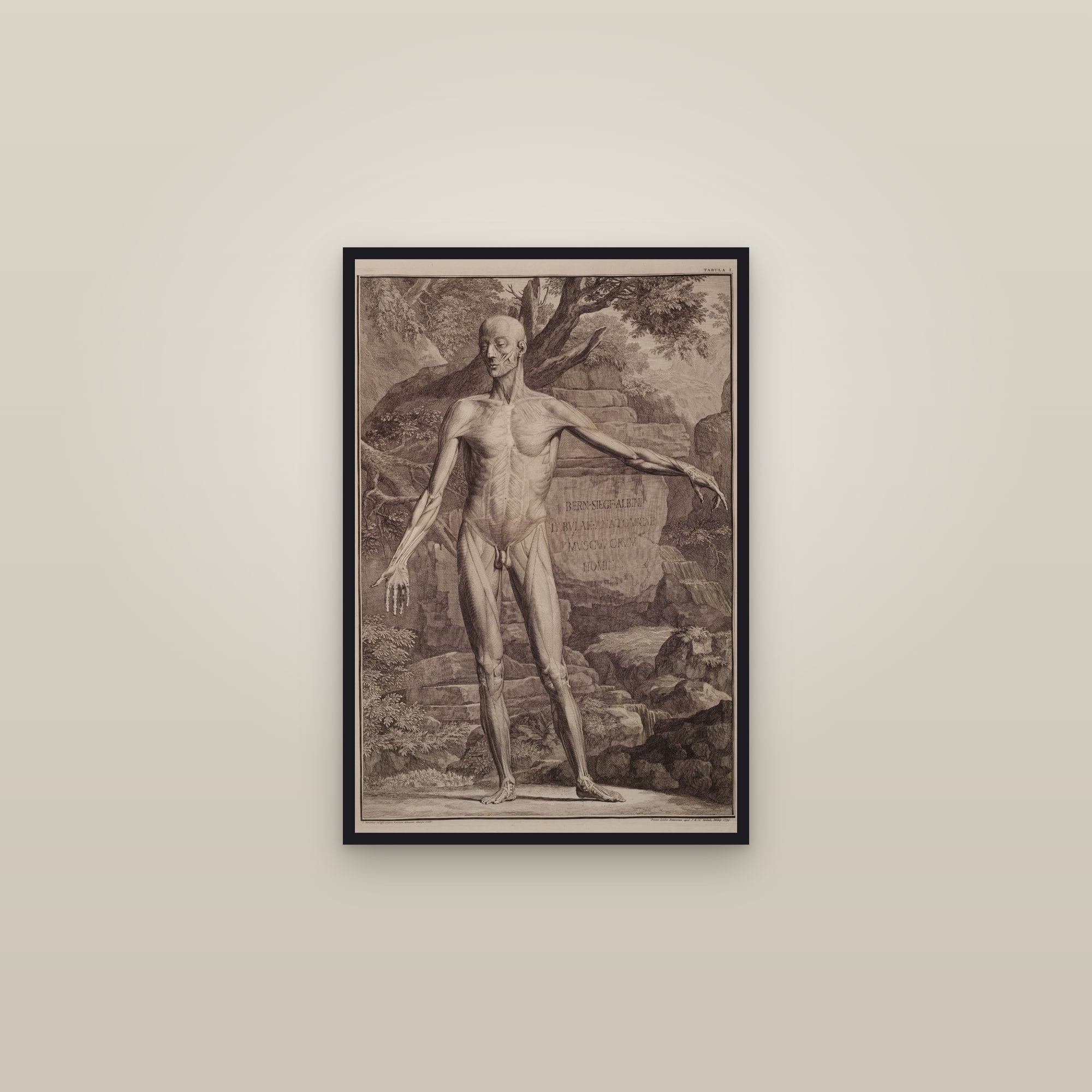 Muscles of the Body, First Order (front) — framed in a gallery setting