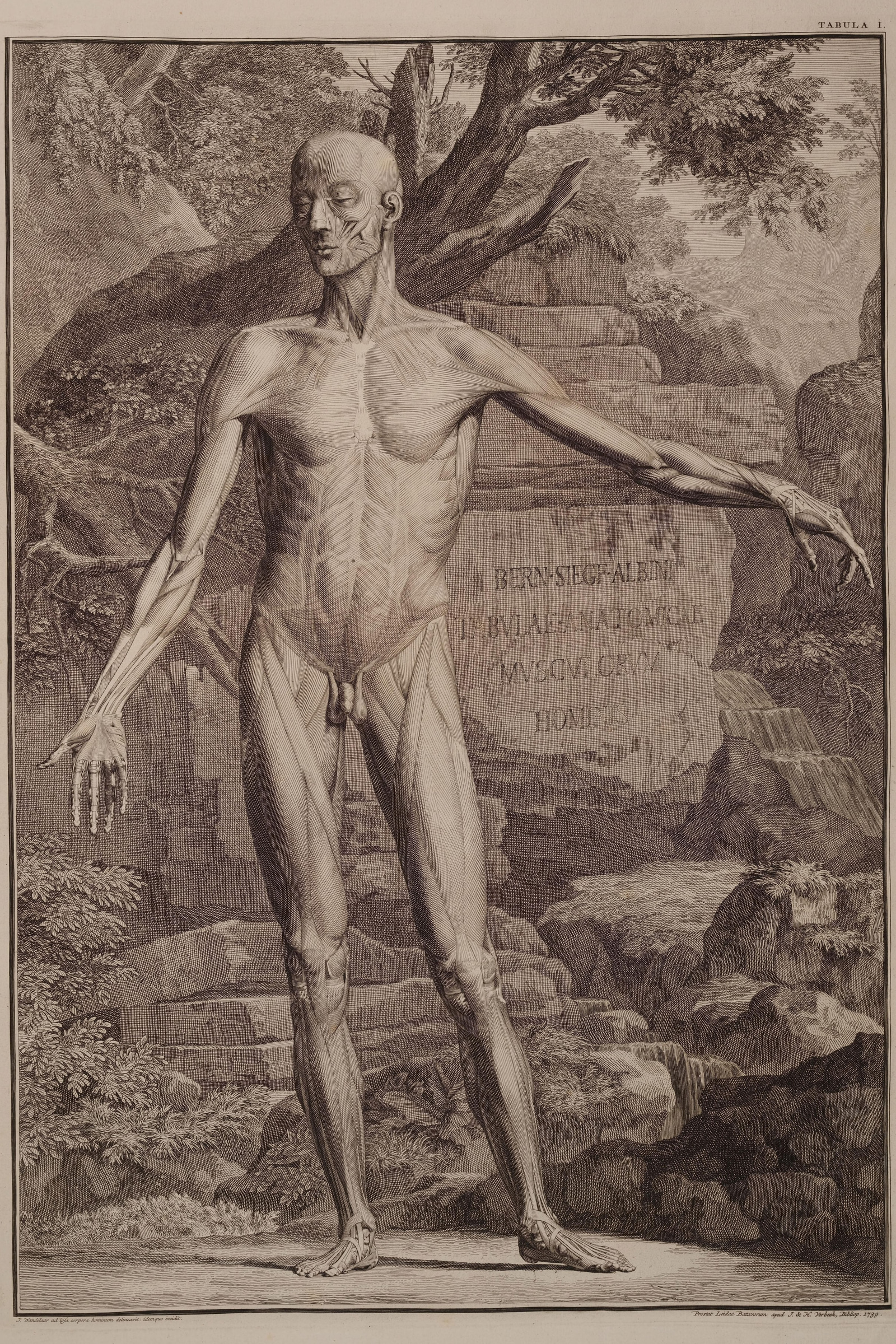 Muscles of the Body, First Order (front)
