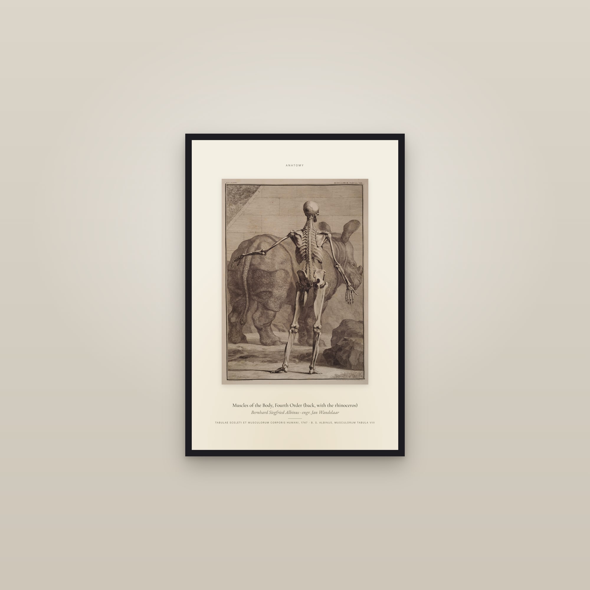 Fourth Order of Muscles, Back, with the Rhinoceros — Specimen — framed in a gallery setting