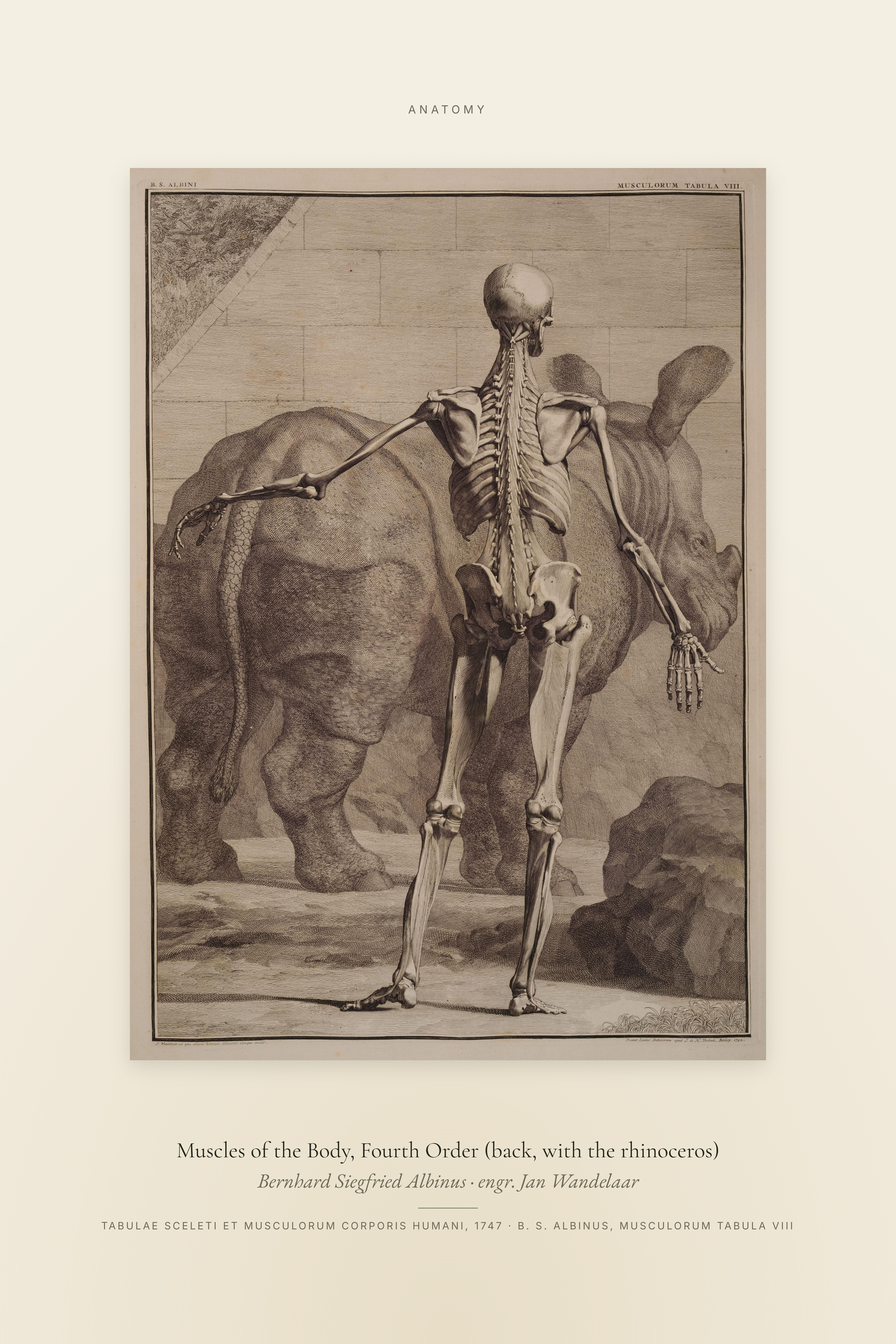 Fourth Order of Muscles, Back, with the Rhinoceros — Specimen